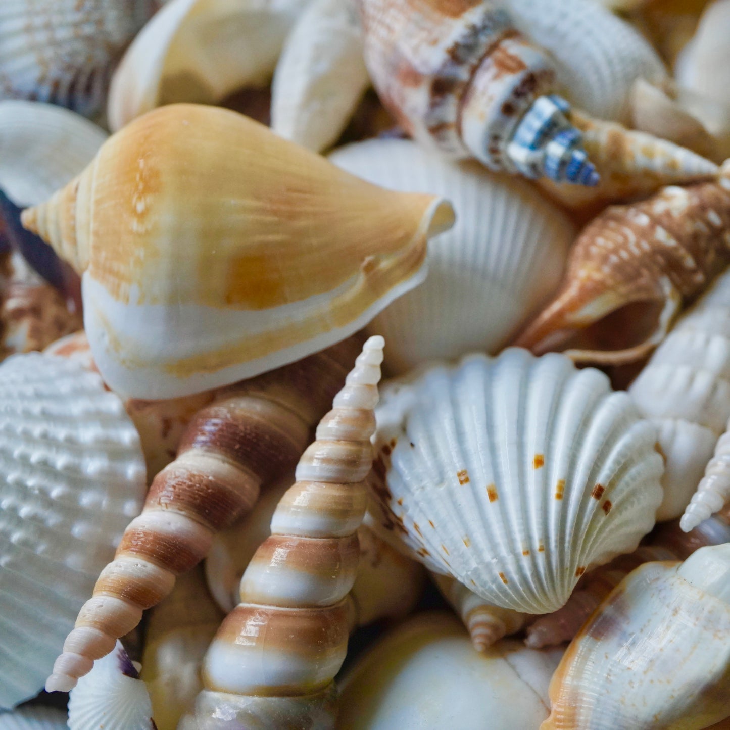 Florida Tropical Mixed Seashells Colorful Various Sizes Decorative Vase Fillers Beach Home Decor Special Assortment