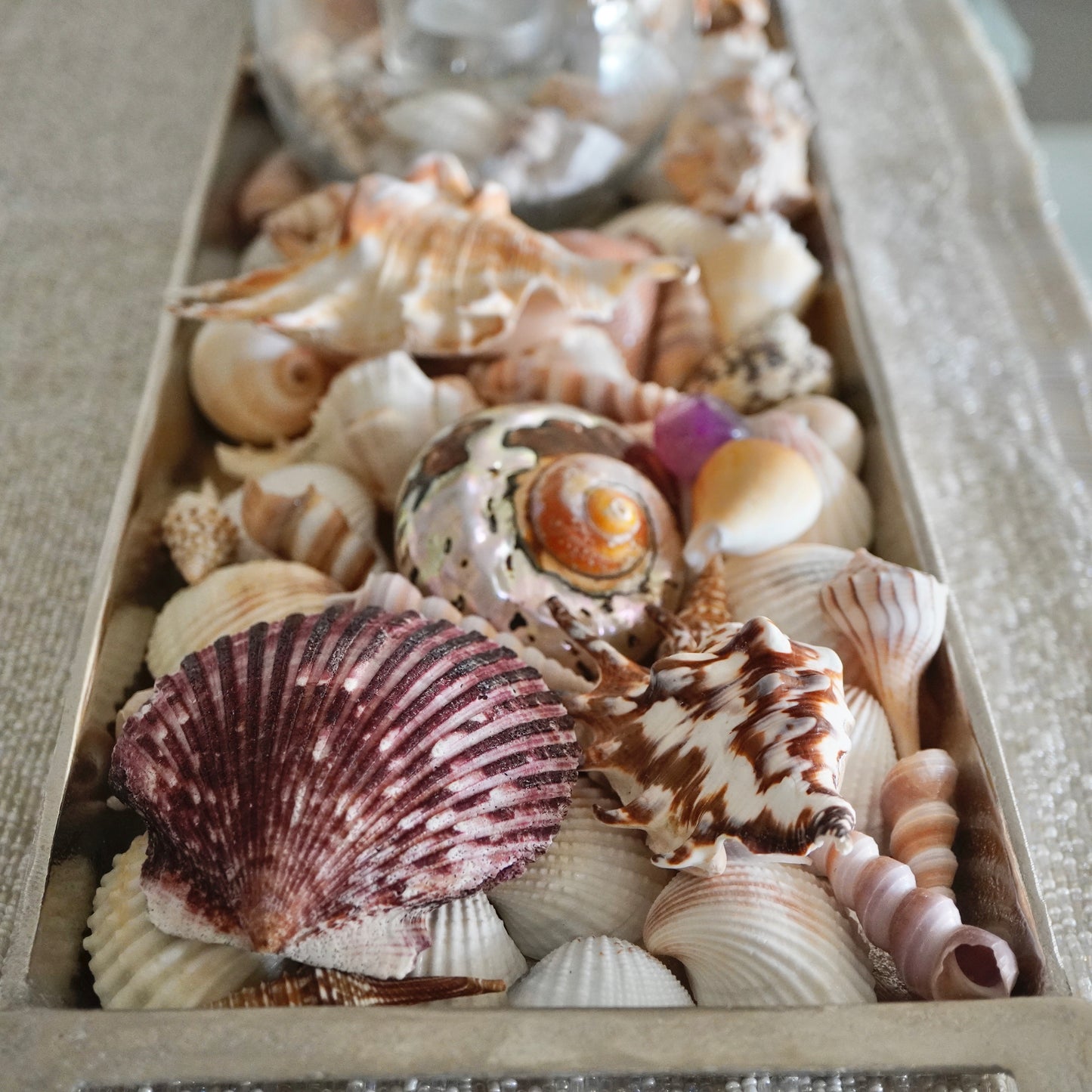 Exotic Florida Tropical Mixed Seashells Colorful Various Sizes Decorative Vase Fillers Beach Home Decor Special Assortment