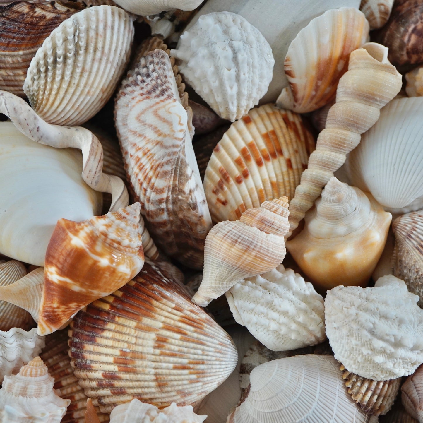 Exotic Florida Tropical Mixed Seashells Colorful Various Sizes Decorative Vase Fillers Beach Home Decor Special Assortment