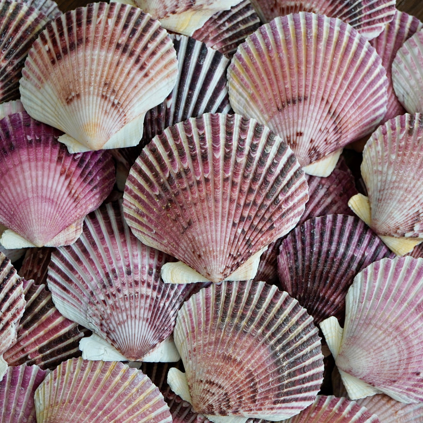 Large Scallop Seashells Natural Beach Home Decor Tropical Art Craft Ocean Big Restaurant Baking Sea Shells Seafood Decoration