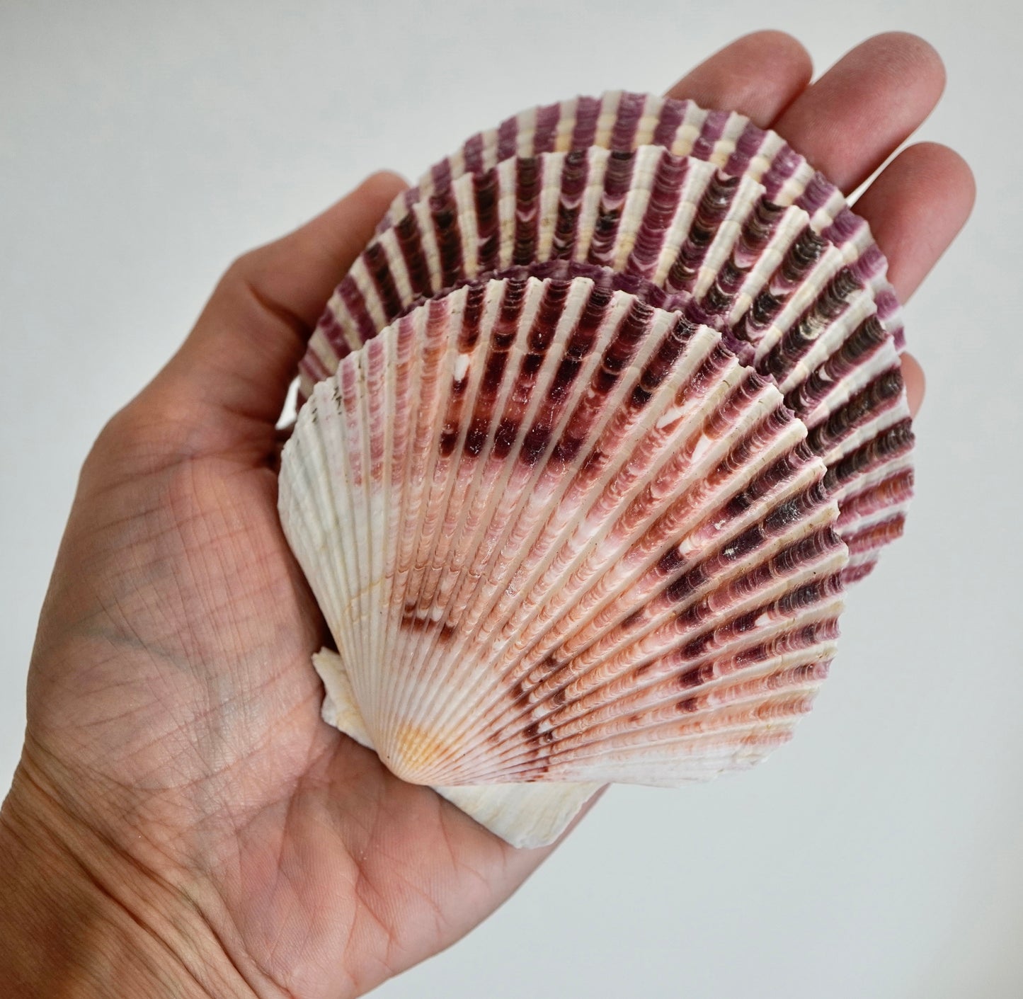 Large Scallop Seashells Natural Beach Home Decor Tropical Art Craft Ocean Big Restaurant Baking Sea Shells Seafood Decoration