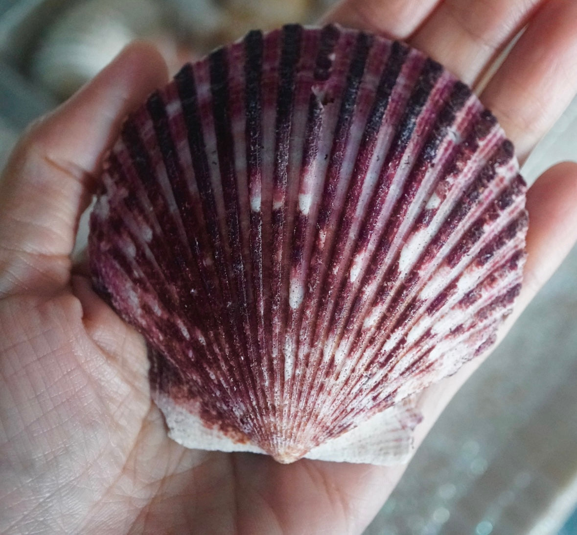 Large Scallop Seashells Natural Beach Home Decor Tropical Art Craft Ocean Big Restaurant Baking Sea Shells Seafood Decoration