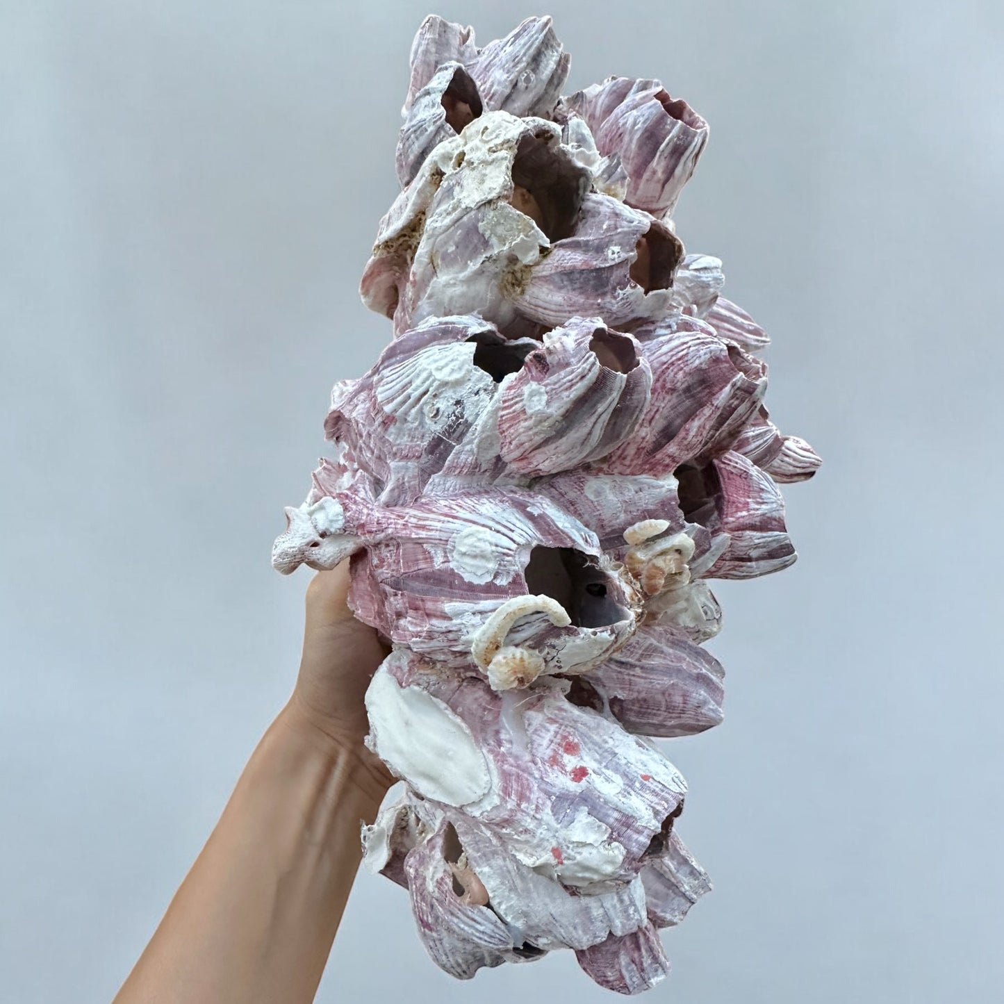 Giant Purple Cluster Rock Rare Natural Vintage Decorative Ocean Reef Stone Large Coastal Beach Home Decor Nautical Theme Aquarium Fish Tank Decoration