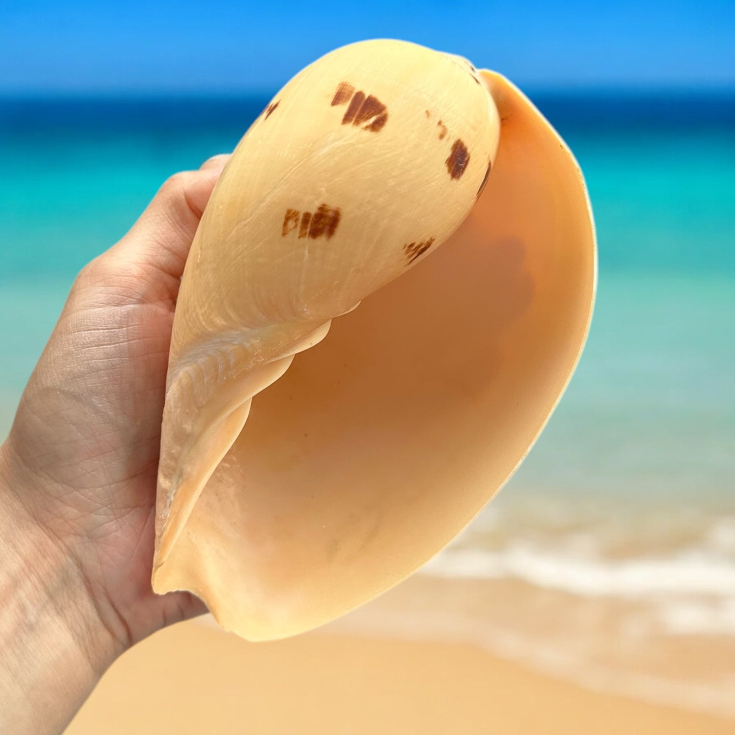 Large Conch Seashell Rare Orange Round Natural Big Ocean Sea Shell Coastal Home Decor Nautical Centerpiece Display Beach House Aquarium Decoration
