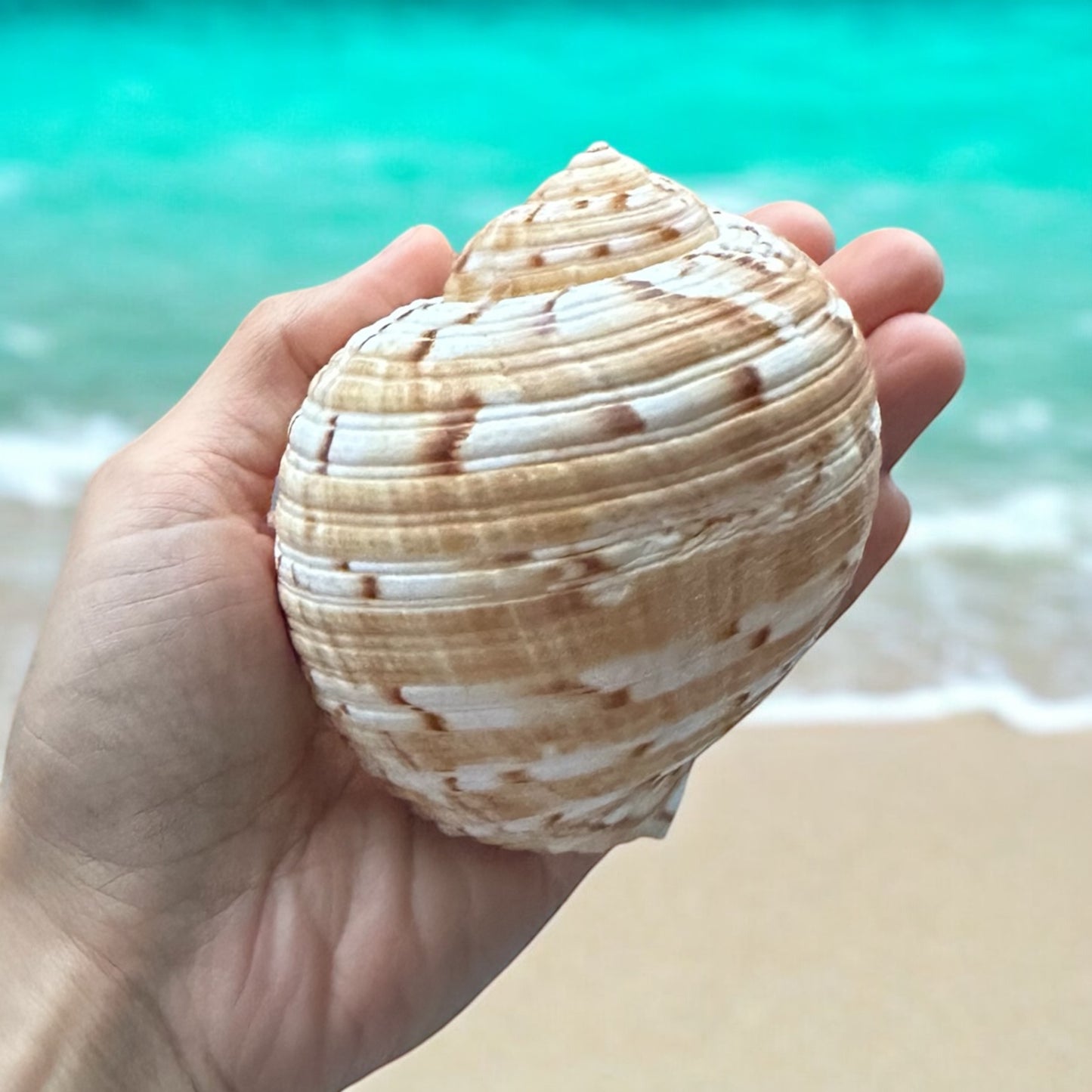 Large Conch Seashell Rare Orange Brown Pattern Natural Round Big Ocean Sea Shell Coastal Beach Home Decor Art Craft Nautical House Decoration