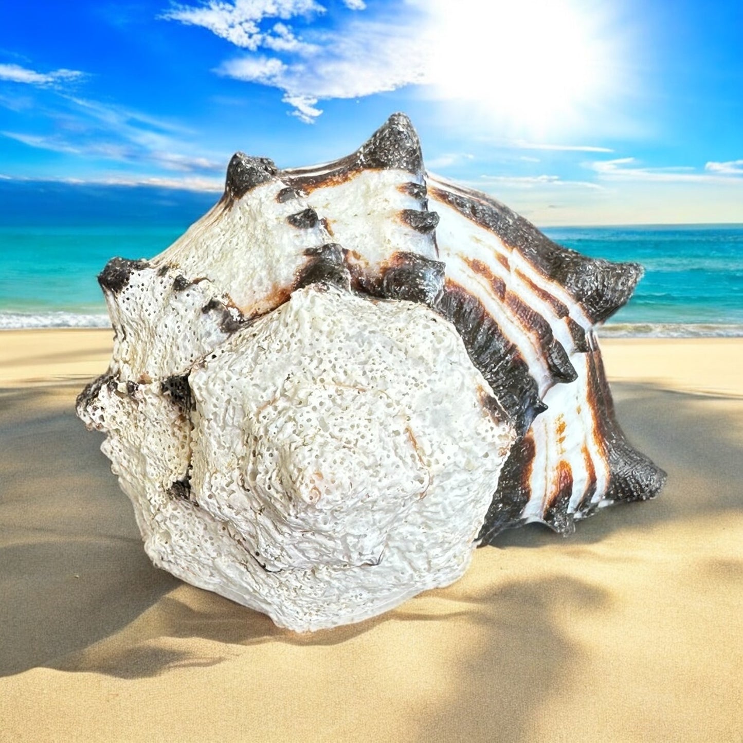 Conch Seashell Black White Spiky Real Rare Natural Big Decorative Sea Shells Coastal Beach Home Decor Ocean Decoration Collection Gift