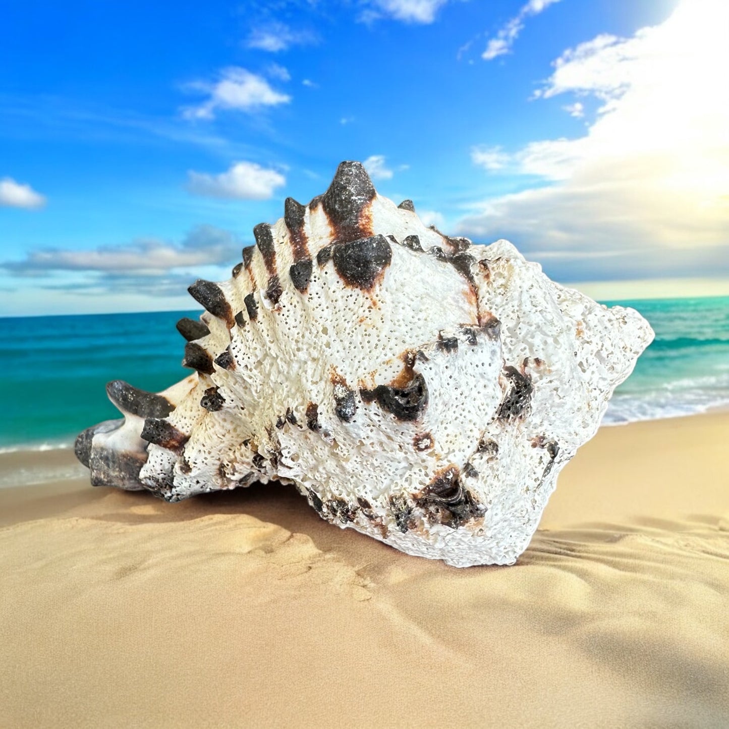 Conch Seashell Black White Spiky Real Rare Natural Big Decorative Sea Shells Coastal Beach Home Decor Ocean Decoration Collection Gift
