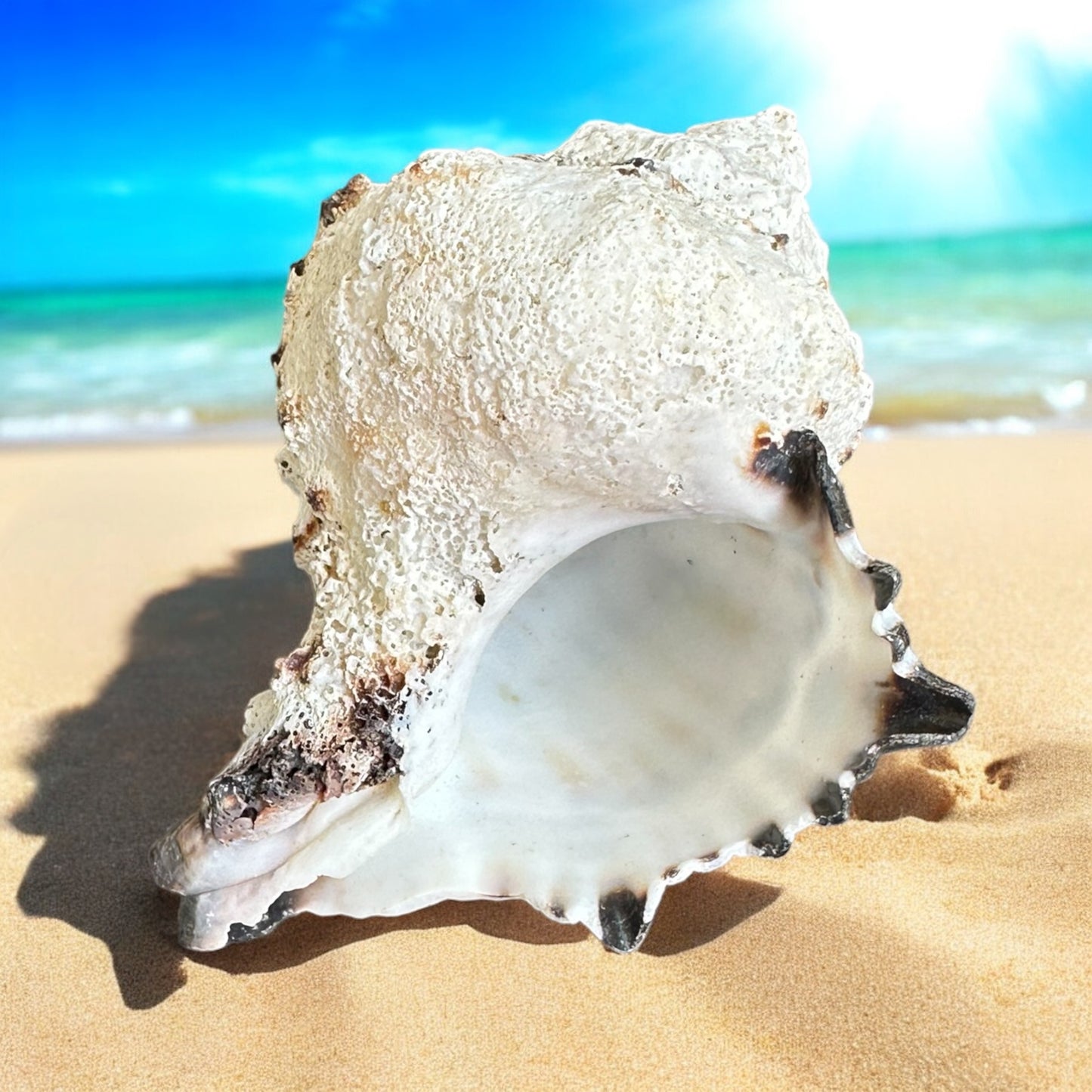 Conch Seashell Black White Spiky Real Rare Natural Big Decorative Sea Shells Coastal Beach Home Decor Ocean Decoration Collection Gift
