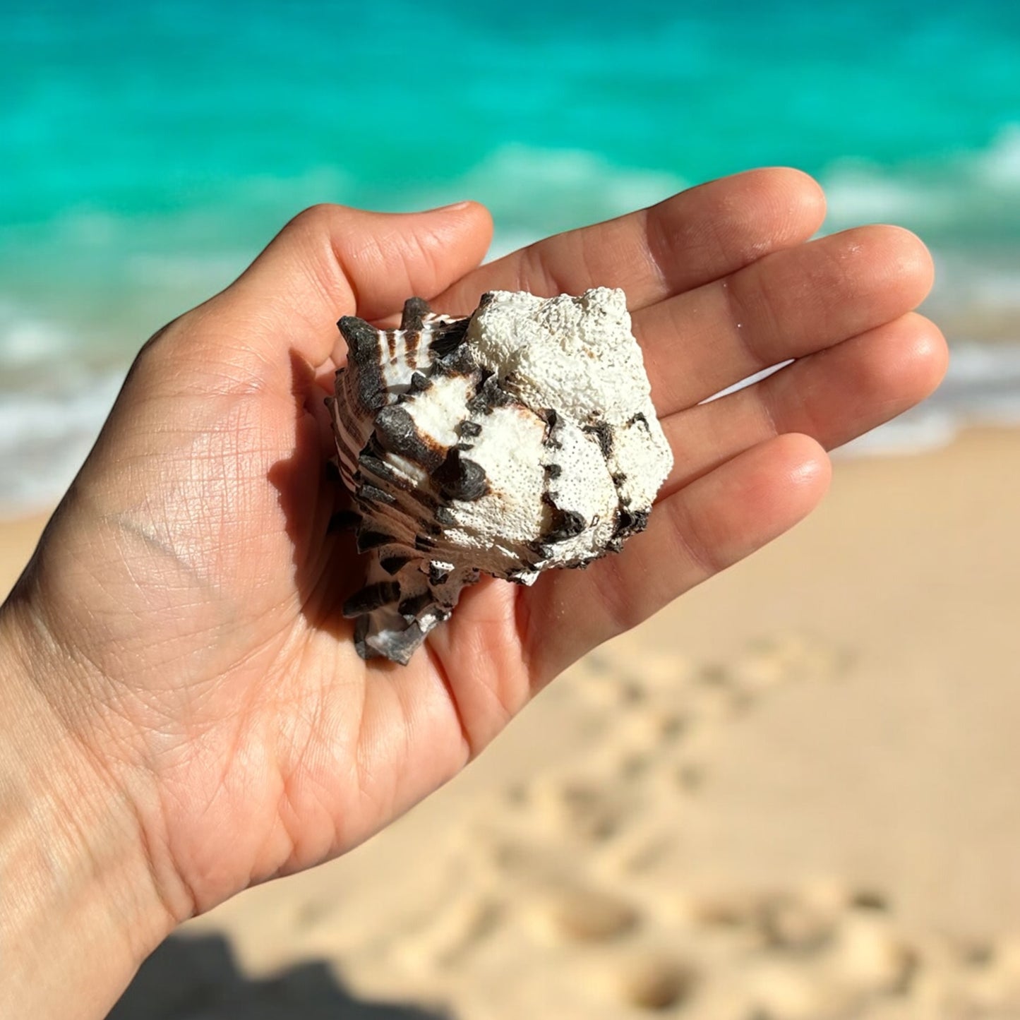 Conch Seashell Black White Spiky Real Rare Natural Big Decorative Sea Shells Coastal Beach Home Decor Ocean Decoration Collection Gift