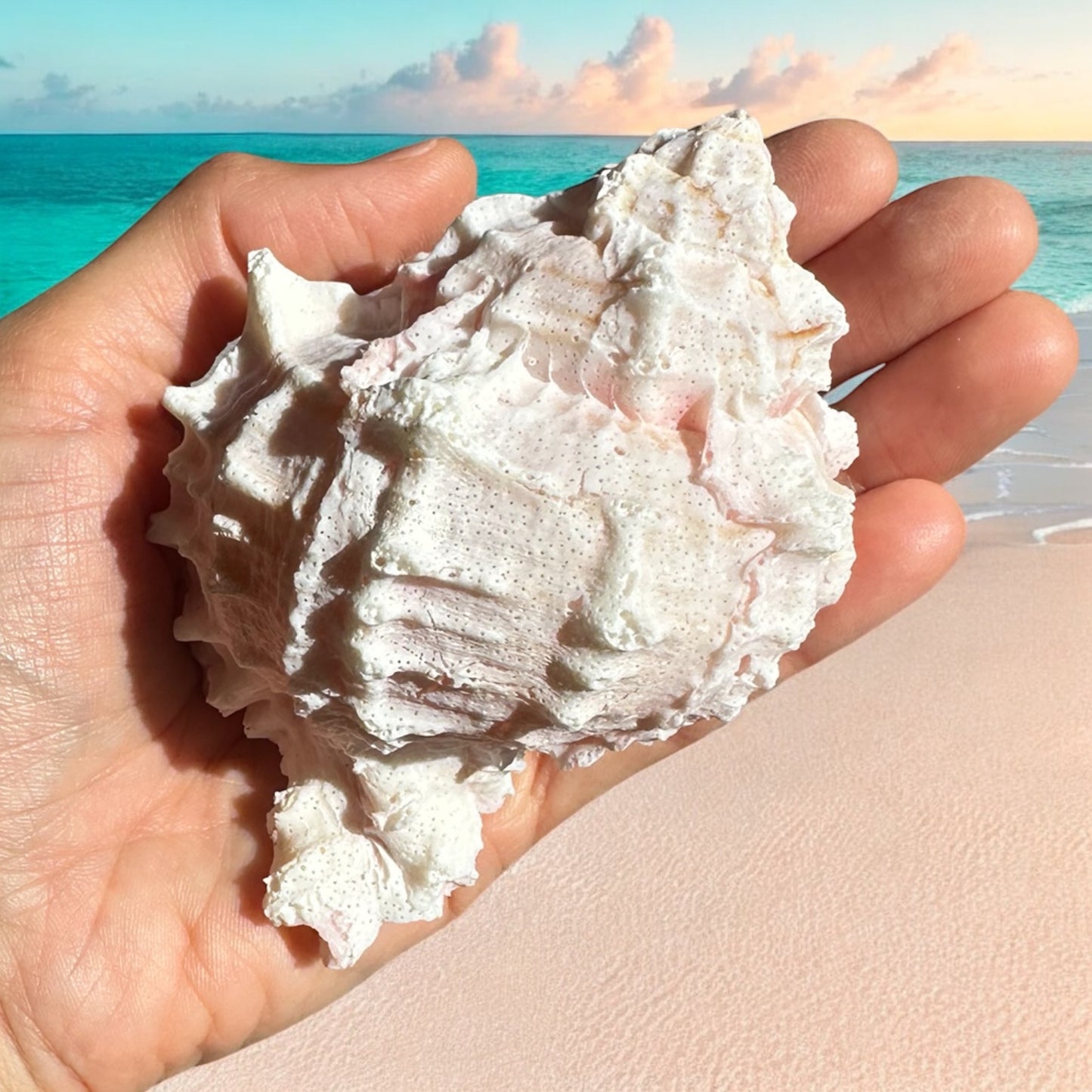 Large Murex Conch Seashell Pink White Spiky Real Ocean Shells Natural Beach Seashells Home Decor Candle Art Craft Sea Decoration