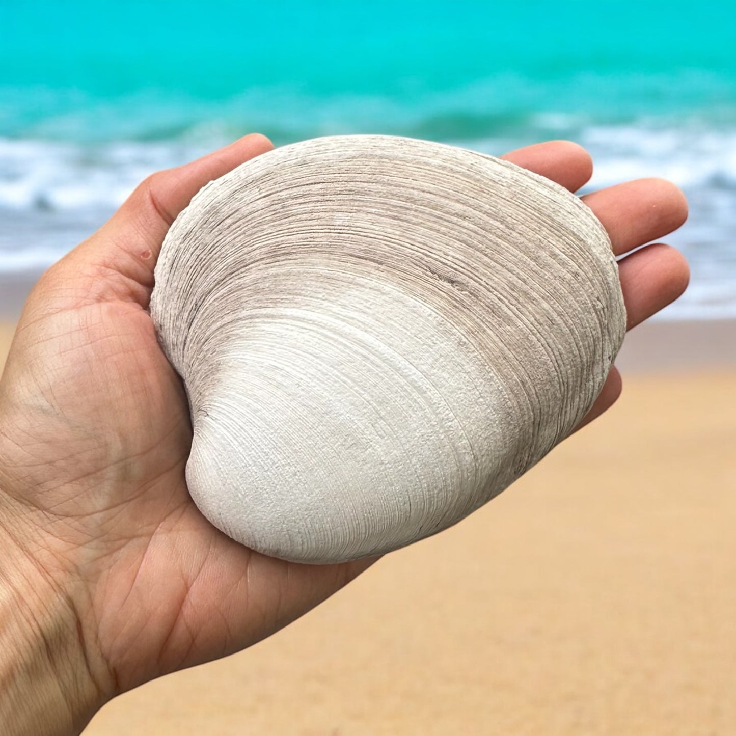 Giant Clam Seashell Rare Thick Round Big Ocean Sea Shell Beach Home Decor Nautical Decoration