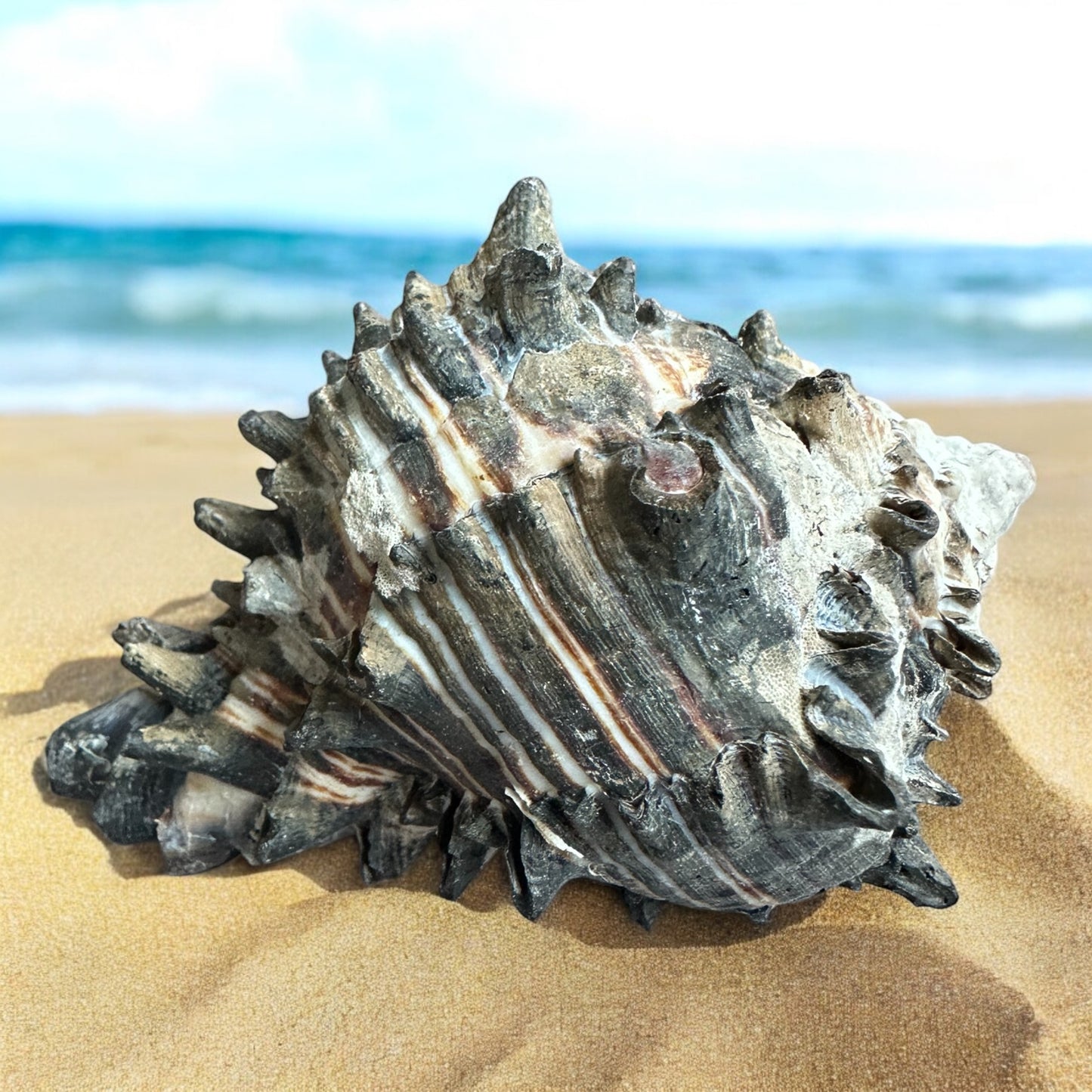 Large Conch Seashell Black White Spiky Real Rare Natural Big Decorative Sea Shells Coastal Beach Home Decor Ocean Decoration Collection Gift