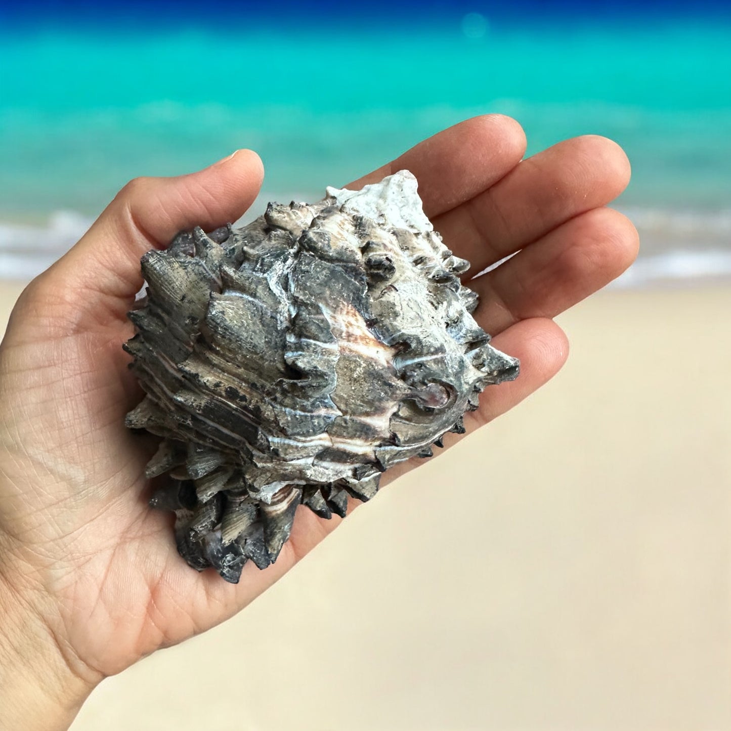 Large Conch Seashell Black White Spiky Real Rare Natural Big Decorative Sea Shells Coastal Beach Home Decor Ocean Decoration Collection Gift