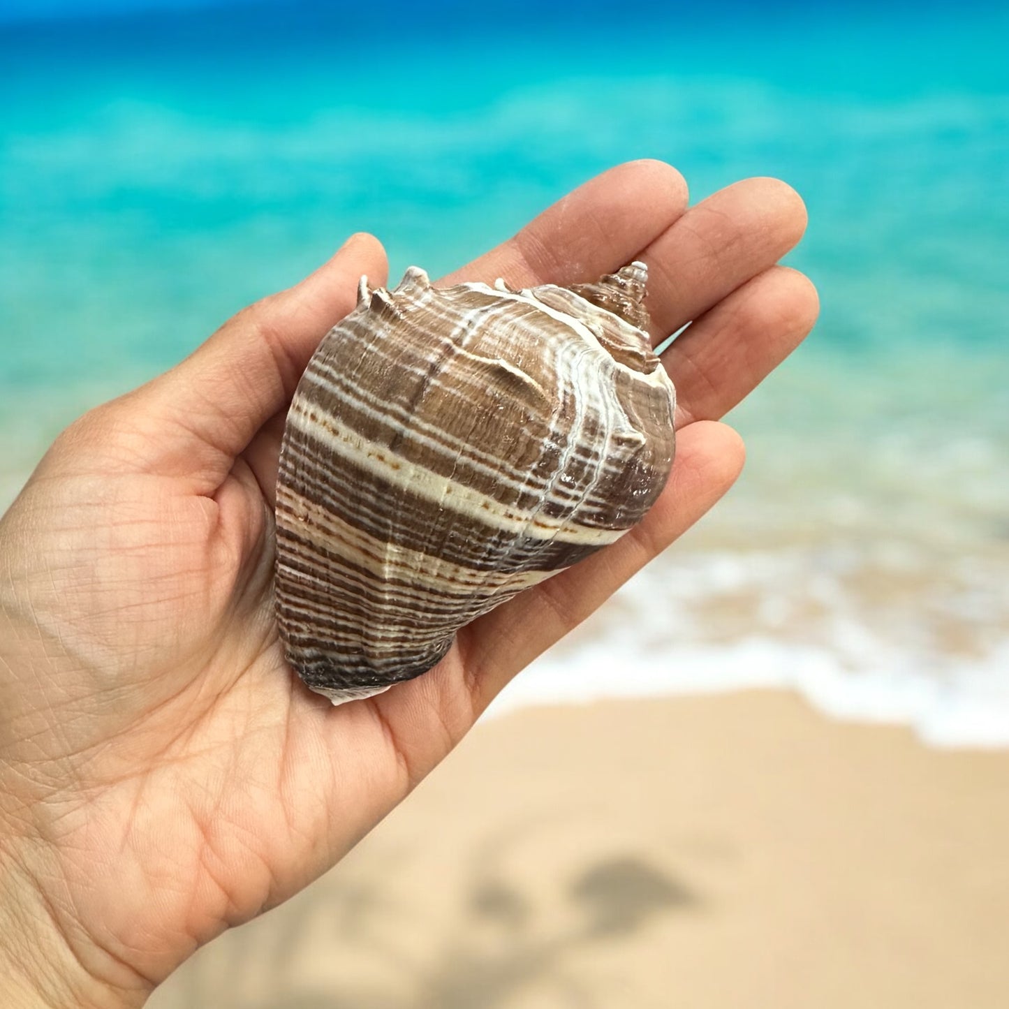 Large Conch Seashell Rare Brown White Natural Coastal Beach Home Decor Nautical Big Centerpiece Sea Shell Decoration Beach Collection Gift