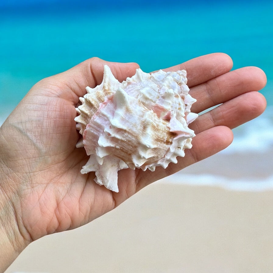Large Murex Conch Seashell Pink White Spiky Real Ocean Shells Natural Beach Seashells Home Decor Candle Art Craft Sea Decoration