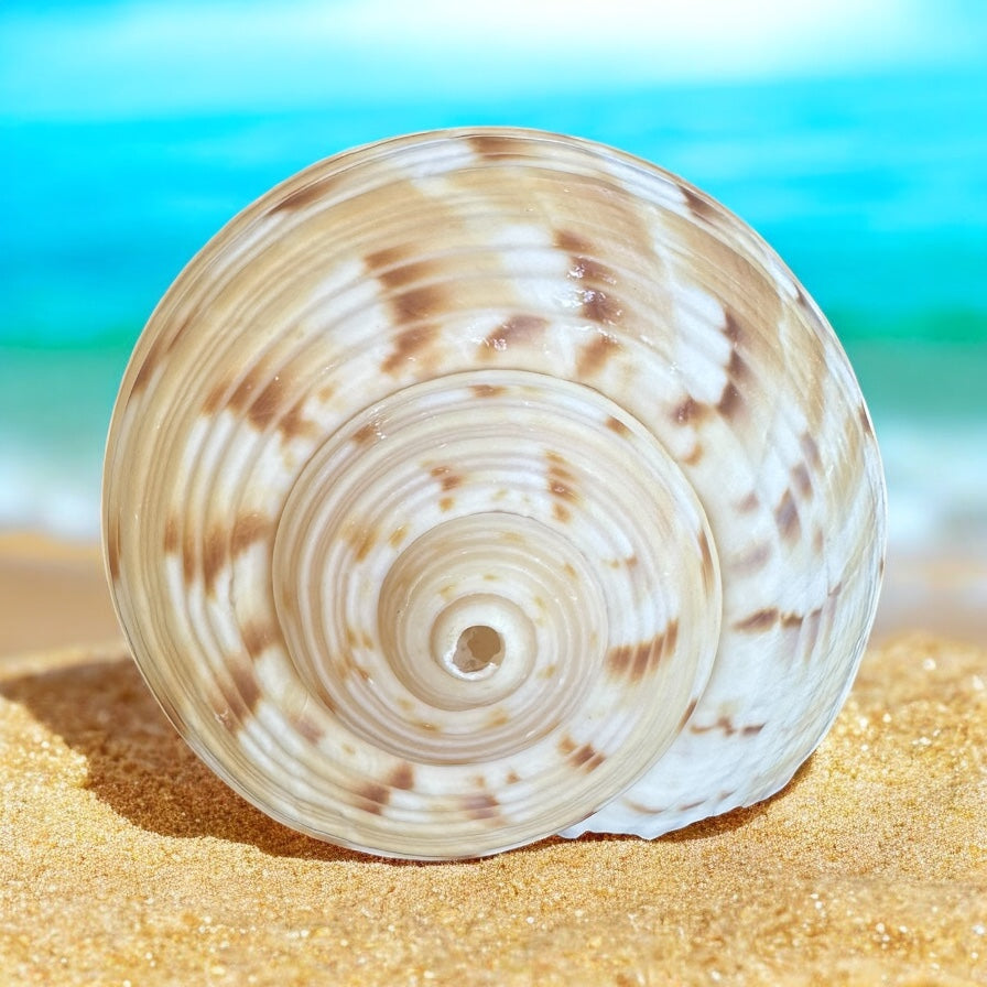 Large Conch Seashell Orange Round Brown Pattern Rare Natural Big Ocean Sea Shell Coastal Home Decor Nautical Centerpiece Beach House Aquarium Decoration