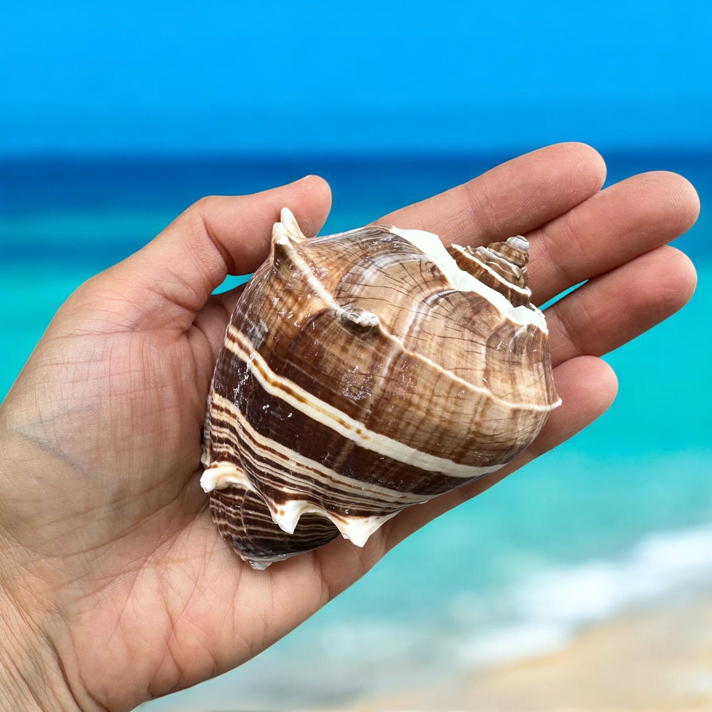 Large Conch Seashell Rare Brown White Spiky Natural Coastal Beach Home Decor Nautical Big Centerpiece Sea Shell Decoration Beach Collection Gift