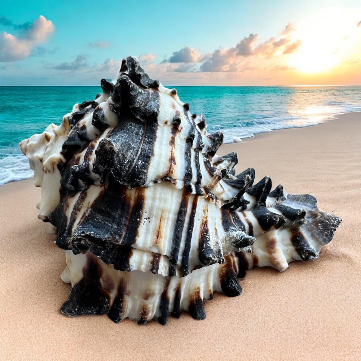 Conch Seashell Black White Spiky Real Rare Natural Big Decorative Sea Shells Coastal Beach Home Decor Ocean Decoration Collection Gift