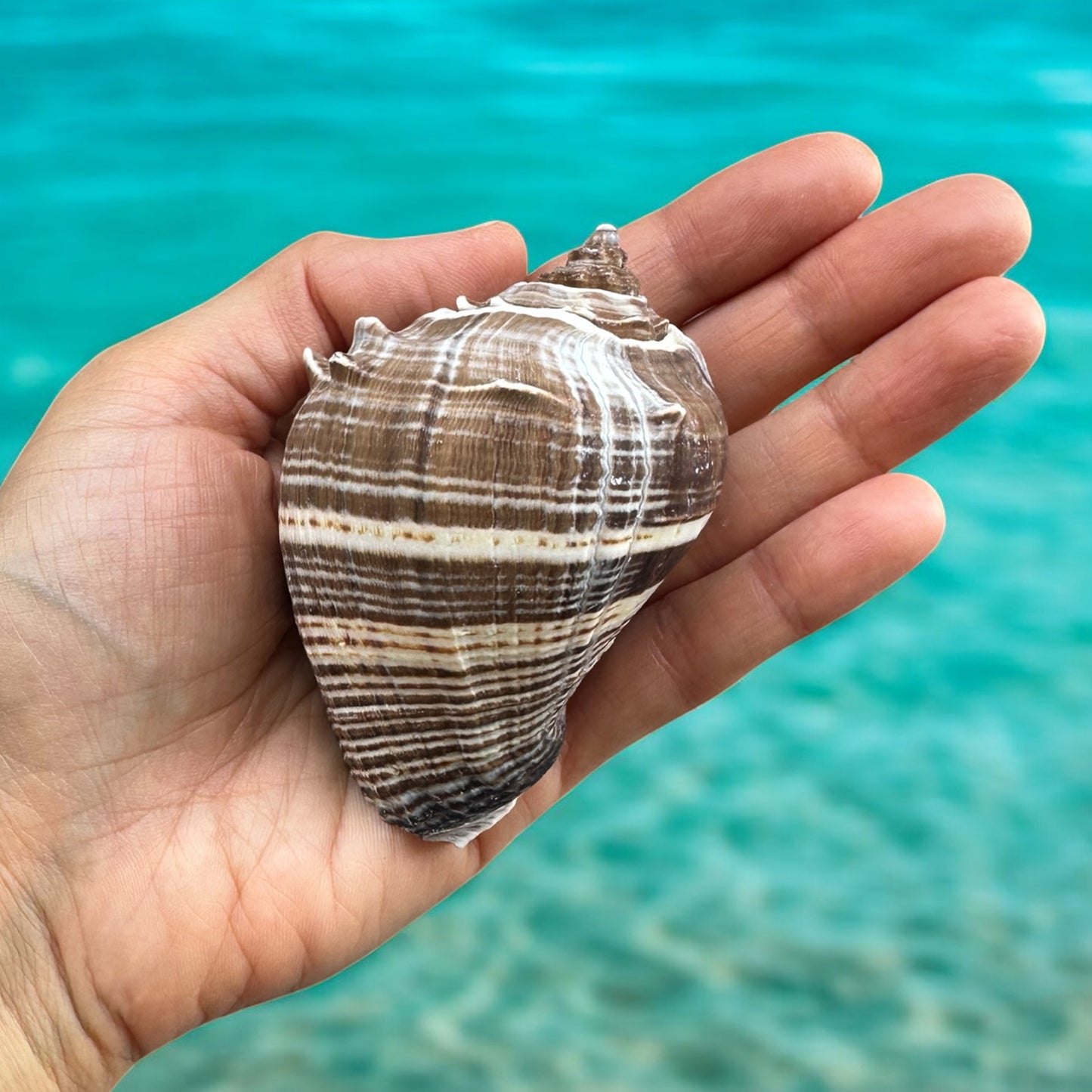 Conch Seashell Rare Spiky Brown White Pattern Ocean Big Natural Sea Shell Home Decor Aquarium House Decoration Beach Lovers Gift