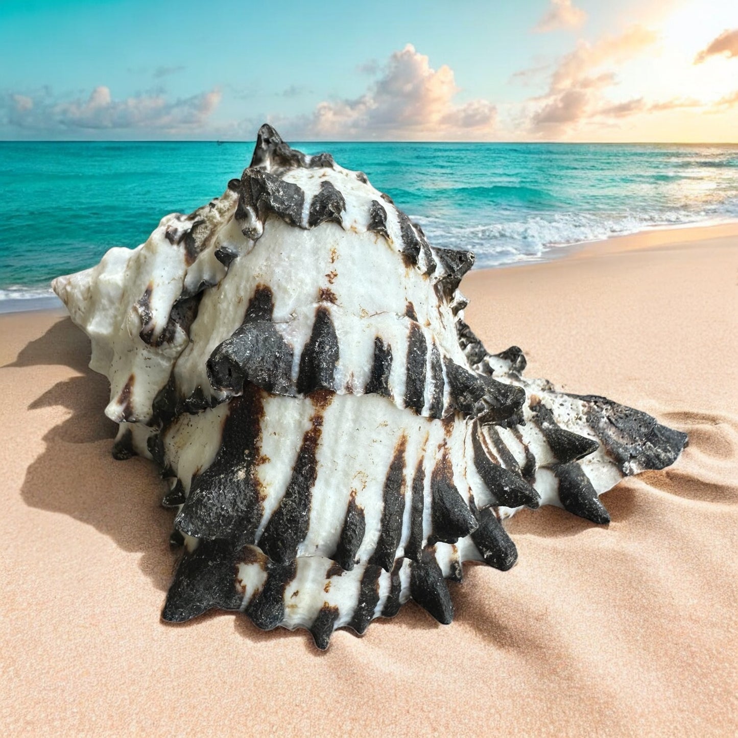Conch Seashell Black White Spiky Real Rare Natural Big Decorative Sea Shells Coastal Beach Home Decor Ocean Decoration Collection Gift