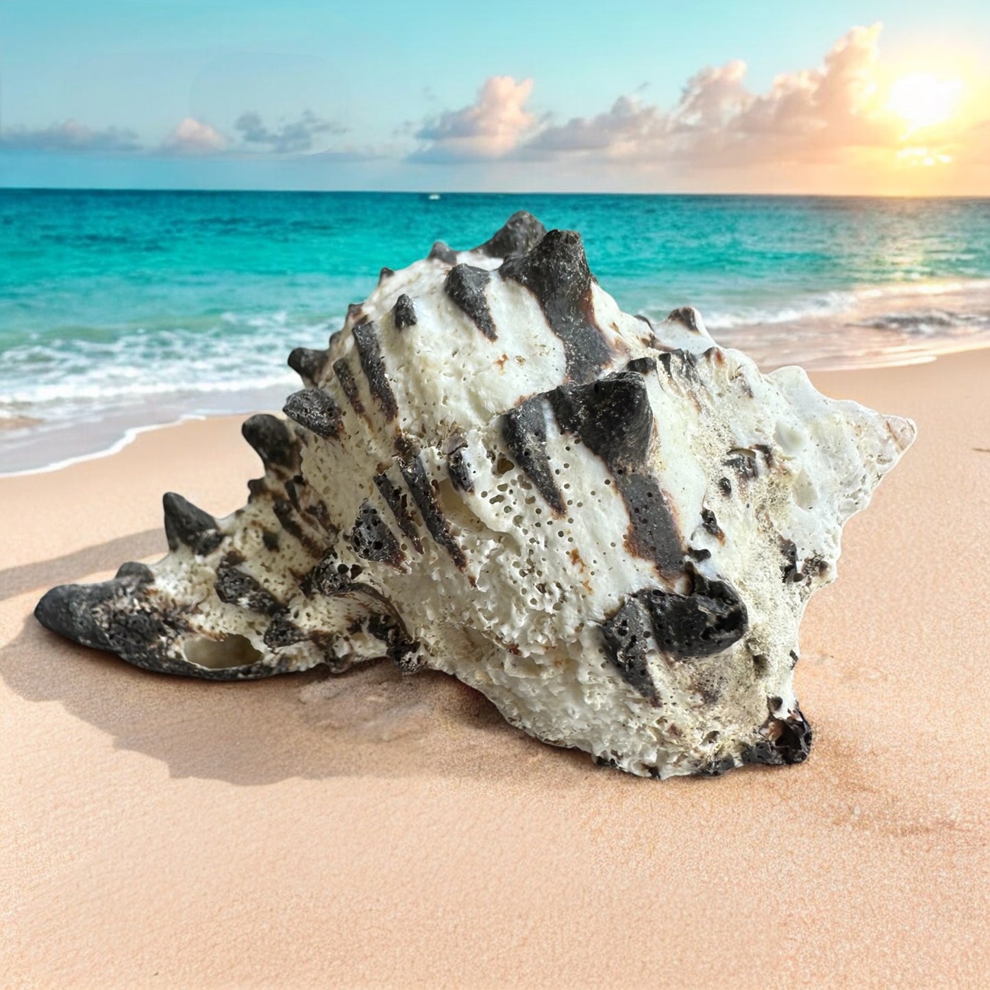 Conch Seashell Black White Spiky Real Rare Natural Big Decorative Sea Shells Coastal Beach Home Decor Ocean Decoration Collection Gift
