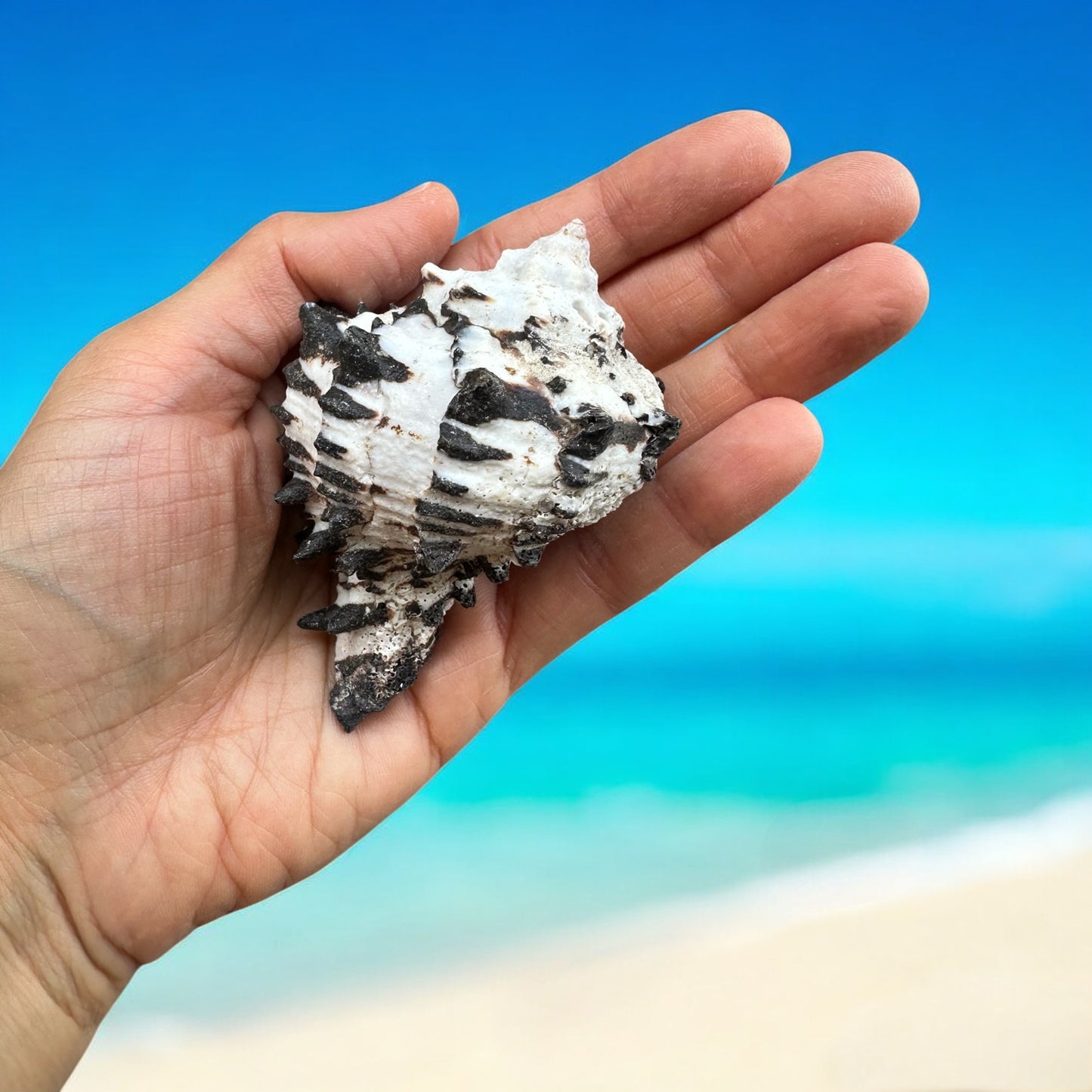 Conch Seashell Black White Spiky Real Rare Natural Big Decorative Sea Shells Coastal Beach Home Decor Ocean Decoration Collection Gift