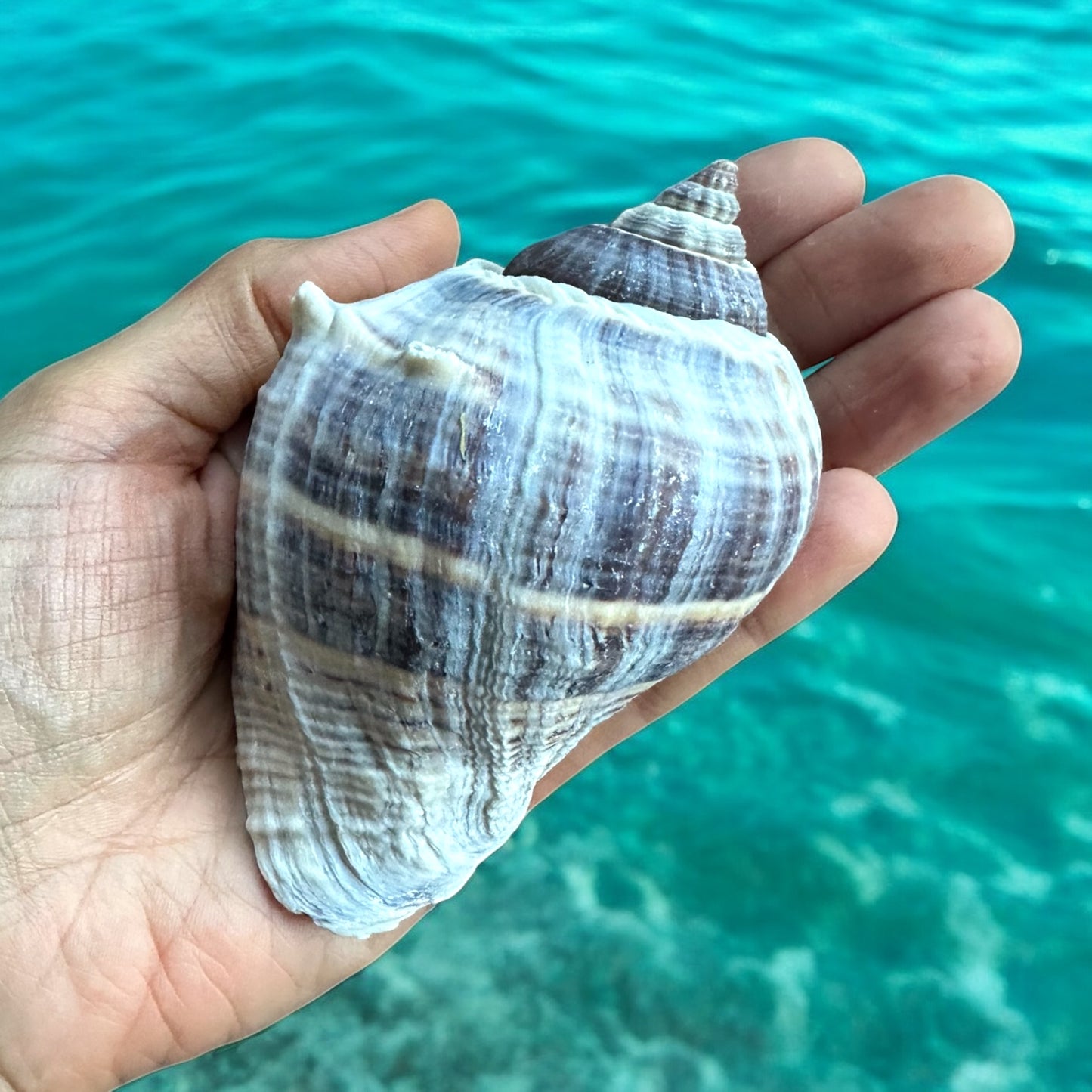 Large Conch Seashell Rare Spiky Gray White Pattern Ocean Big Natural Sea Shell Home Decor Aquarium House Decoration Beach Lovers Gift