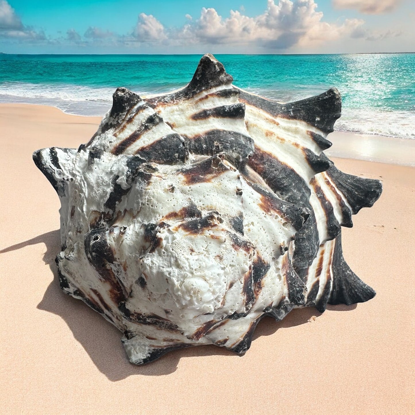 Giant Large Conch Seashell Black White Spiky Real Rare Natural Big Decorative Sea Shells Coastal Beach Home Decor Ocean Decoration Collection Gift