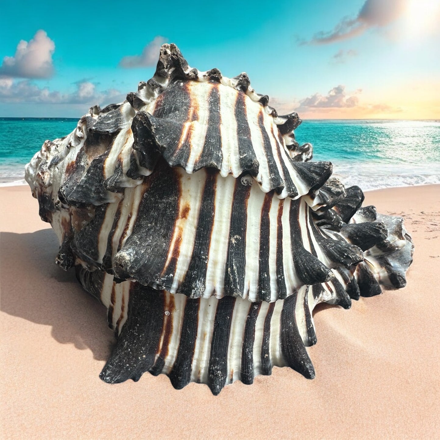 Giant Large Conch Seashell Black White Spiky Real Rare Natural Big Decorative Sea Shells Coastal Beach Home Decor Ocean Decoration Collection Gift