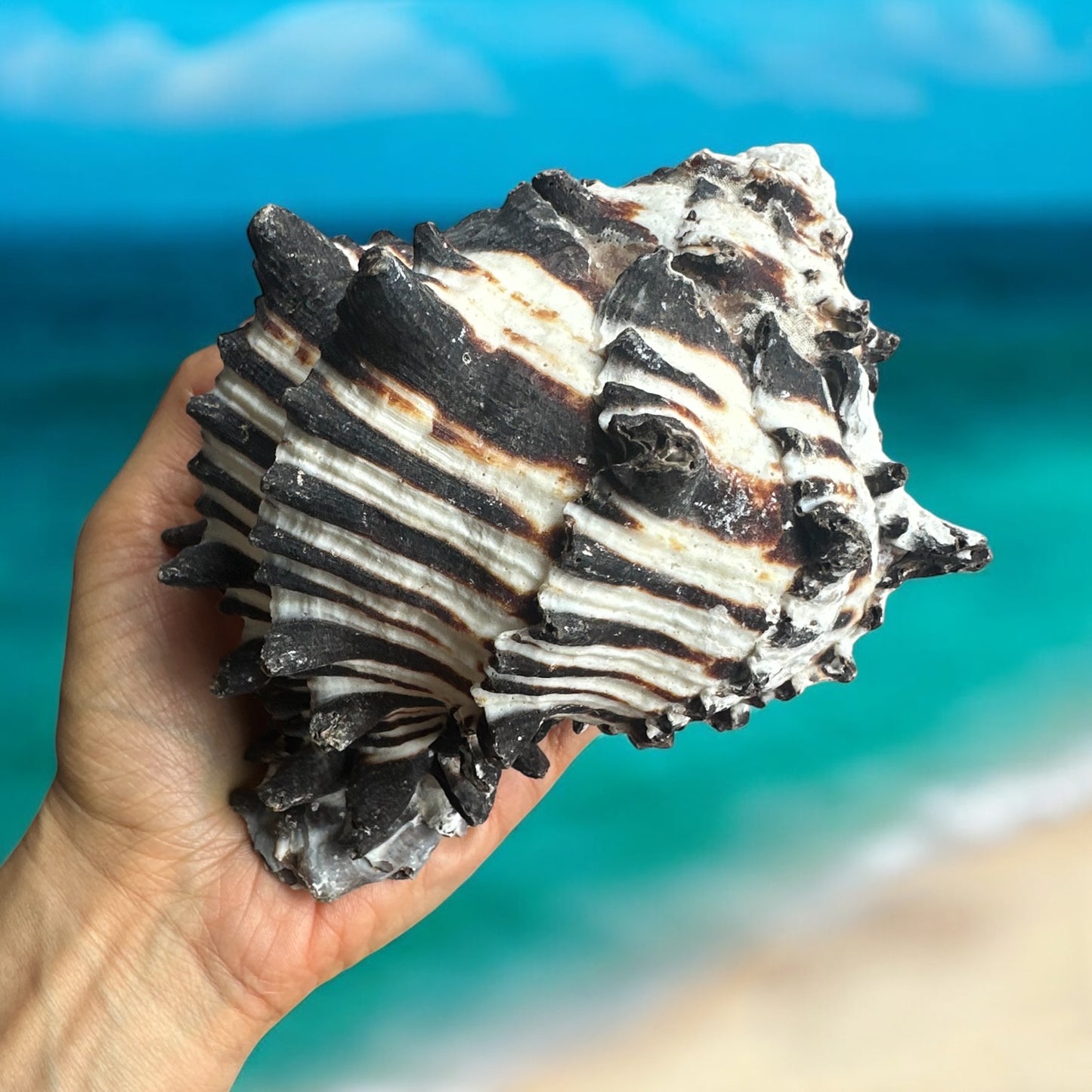 Giant Large Conch Seashell Black White Spiky Real Rare Natural Big Decorative Sea Shells Coastal Beach Home Decor Ocean Decoration Collection Gift