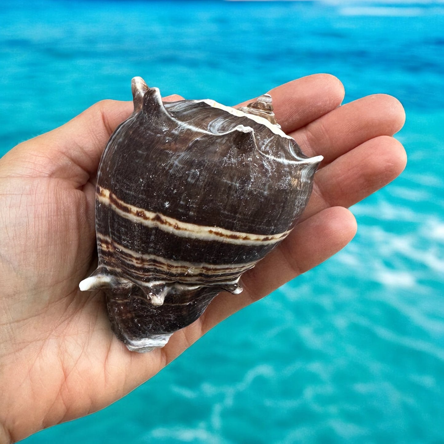 Large Conch Seashell Rare Brown White Spiky Natural Coastal Beach Home Decor Nautical Big Centerpiece Sea Shell Decoration Beach Collection Gift