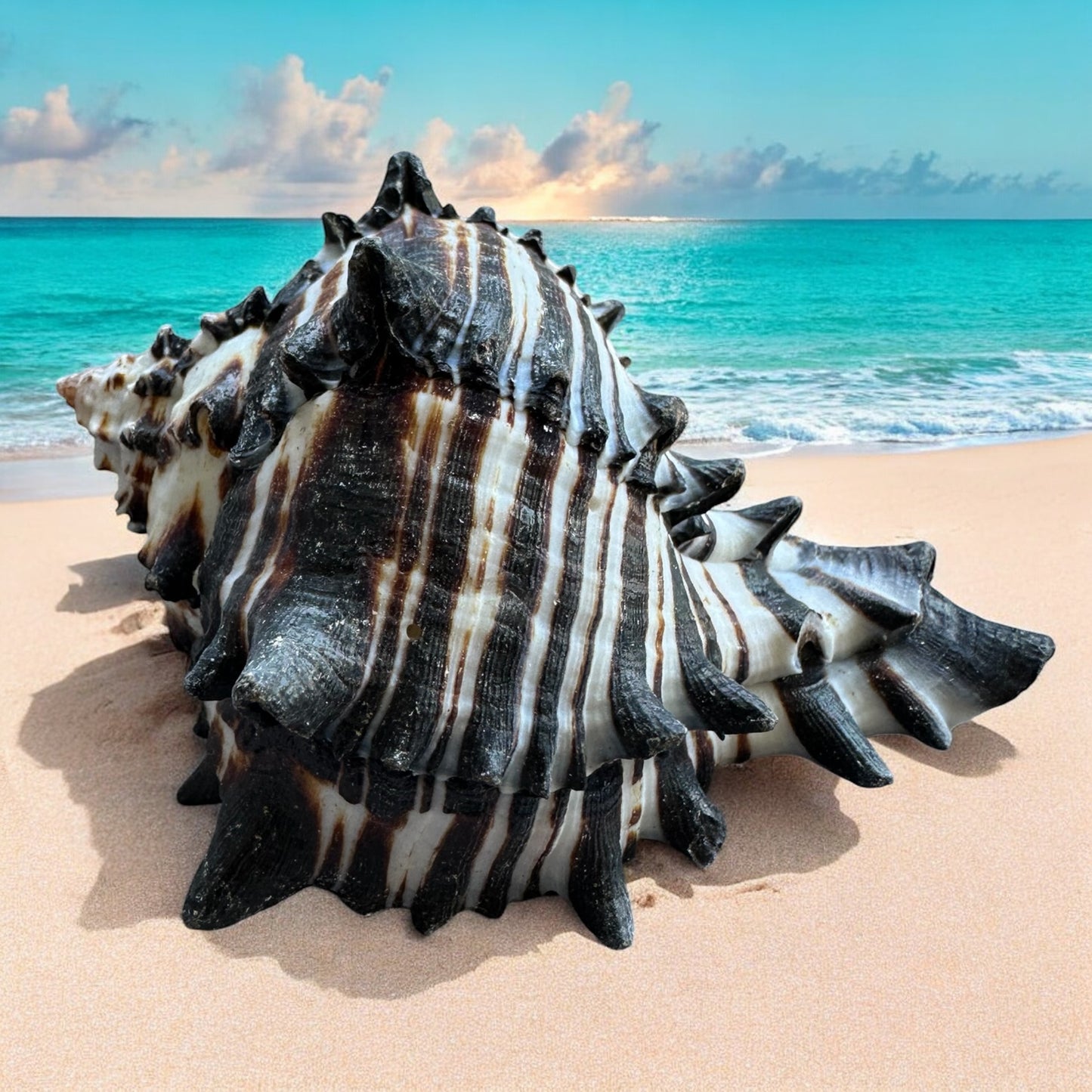 Large Conch Seashell Black White Rare Natural Spiky Real Big Decorative Sea Shell Coastal Beach Home Decor Ocean Decoration Collection Gift