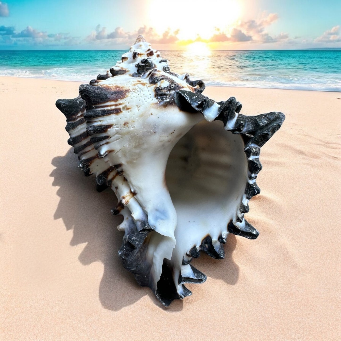 Large Conch Seashell Black White Rare Natural Spiky Real Big Decorative Sea Shell Coastal Beach Home Decor Ocean Decoration Collection Gift