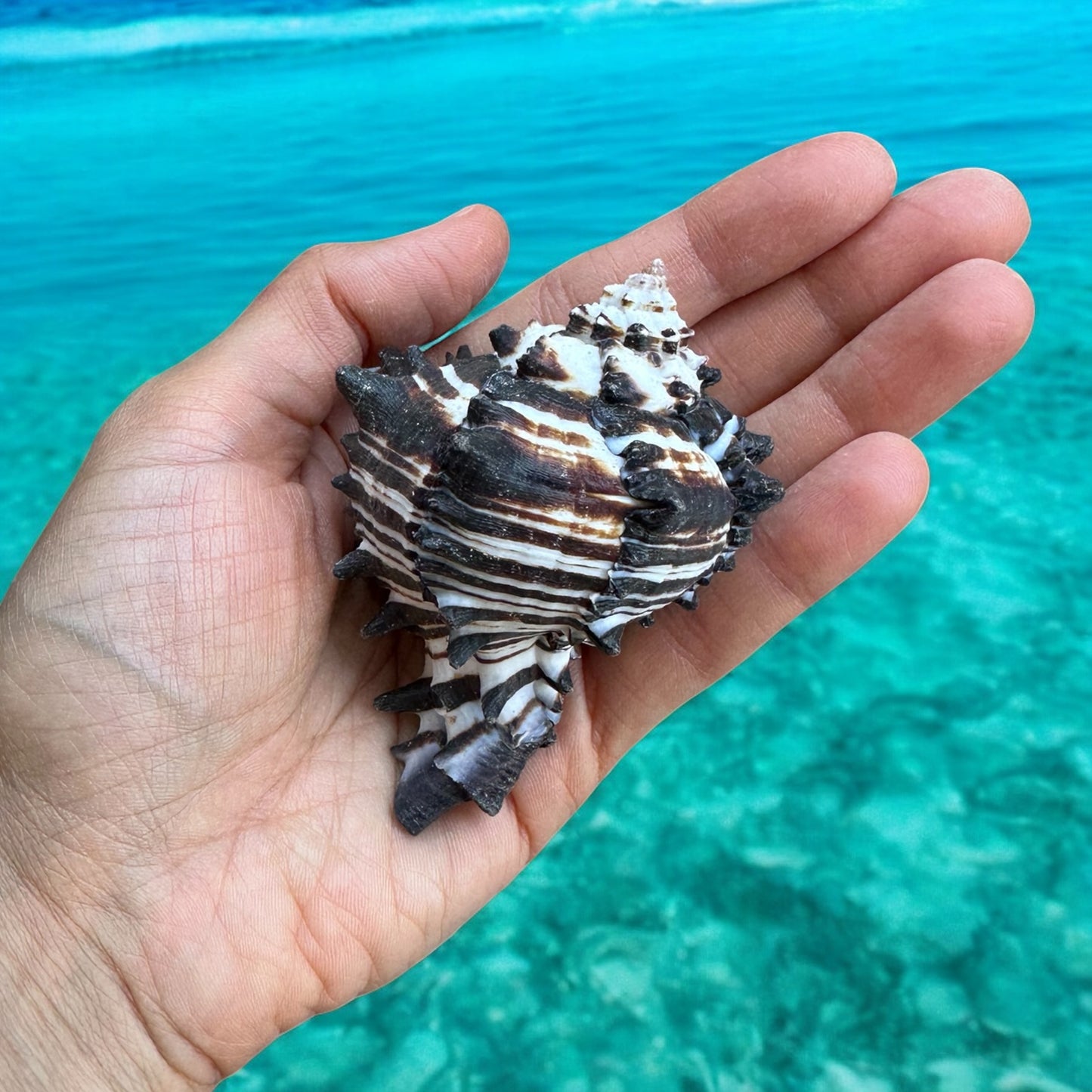 Large Conch Seashell Black White Rare Natural Spiky Real Big Decorative Sea Shell Coastal Beach Home Decor Ocean Decoration Collection Gift