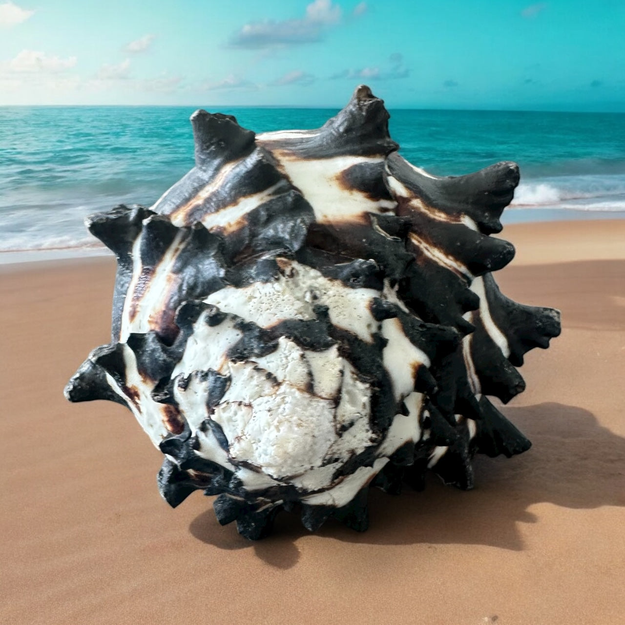 Giant Large Conch Seashell Black White Spiky Real Rare Natural Big Decorative Sea Shells Coastal Beach Home Decor Ocean Decoration Collection Gift