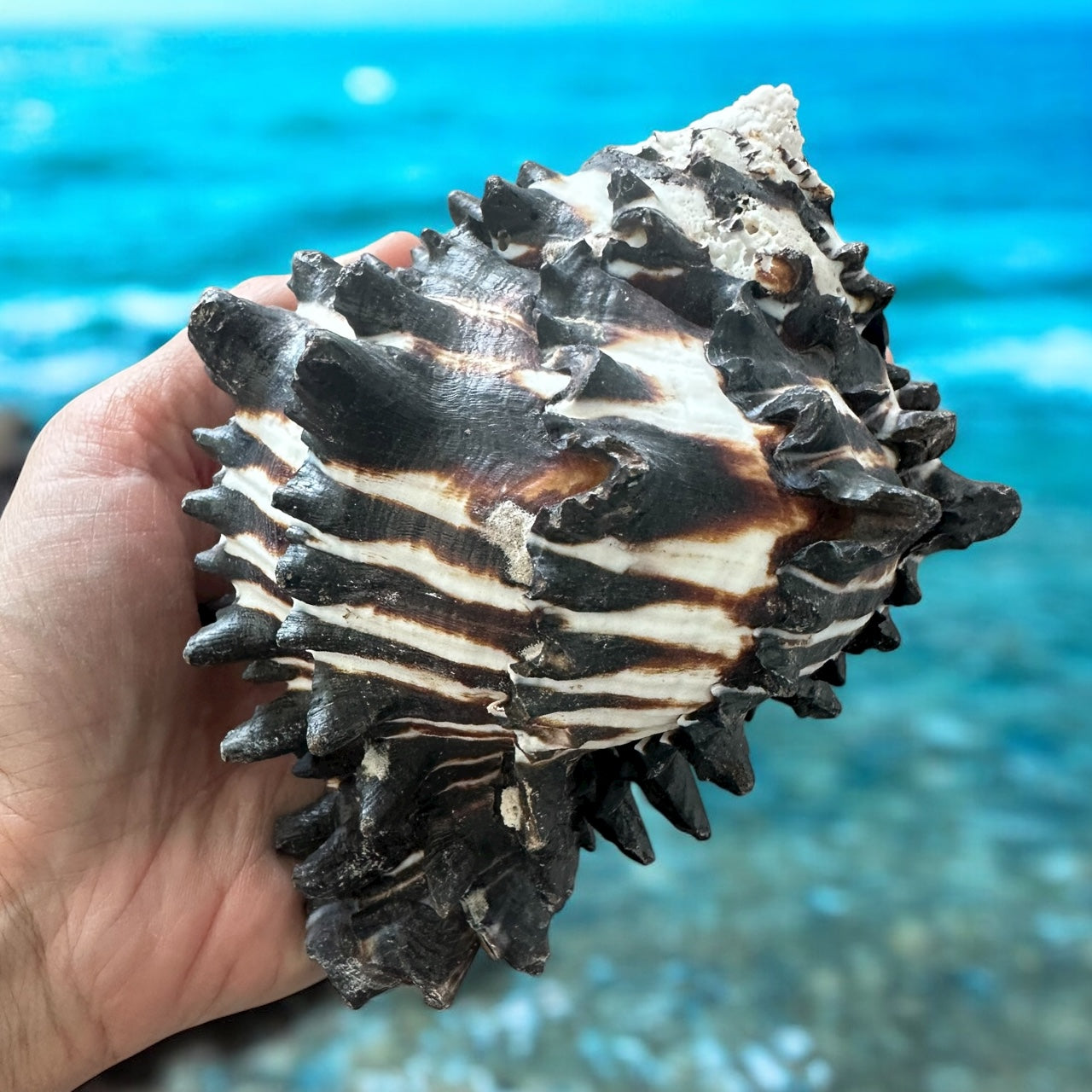 Giant Large Conch Seashell Black White Spiky Real Rare Natural Big Decorative Sea Shells Coastal Beach Home Decor Ocean Decoration Collection Gift