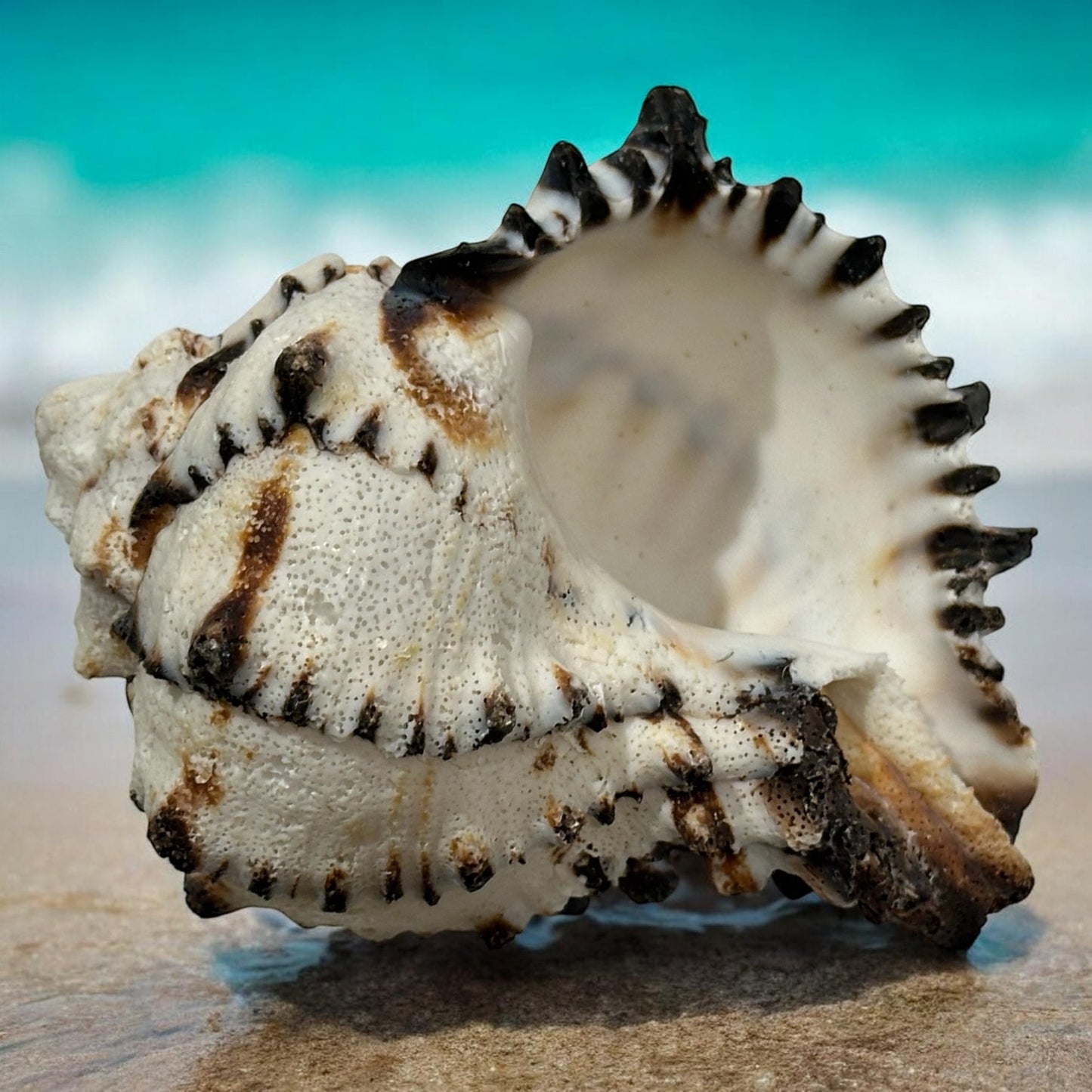 Large Conch Seashell Black White Rare Natural Spiky Real Big Decorative Sea Shell Coastal Beach Home Decor Ocean Decoration Collection Gift