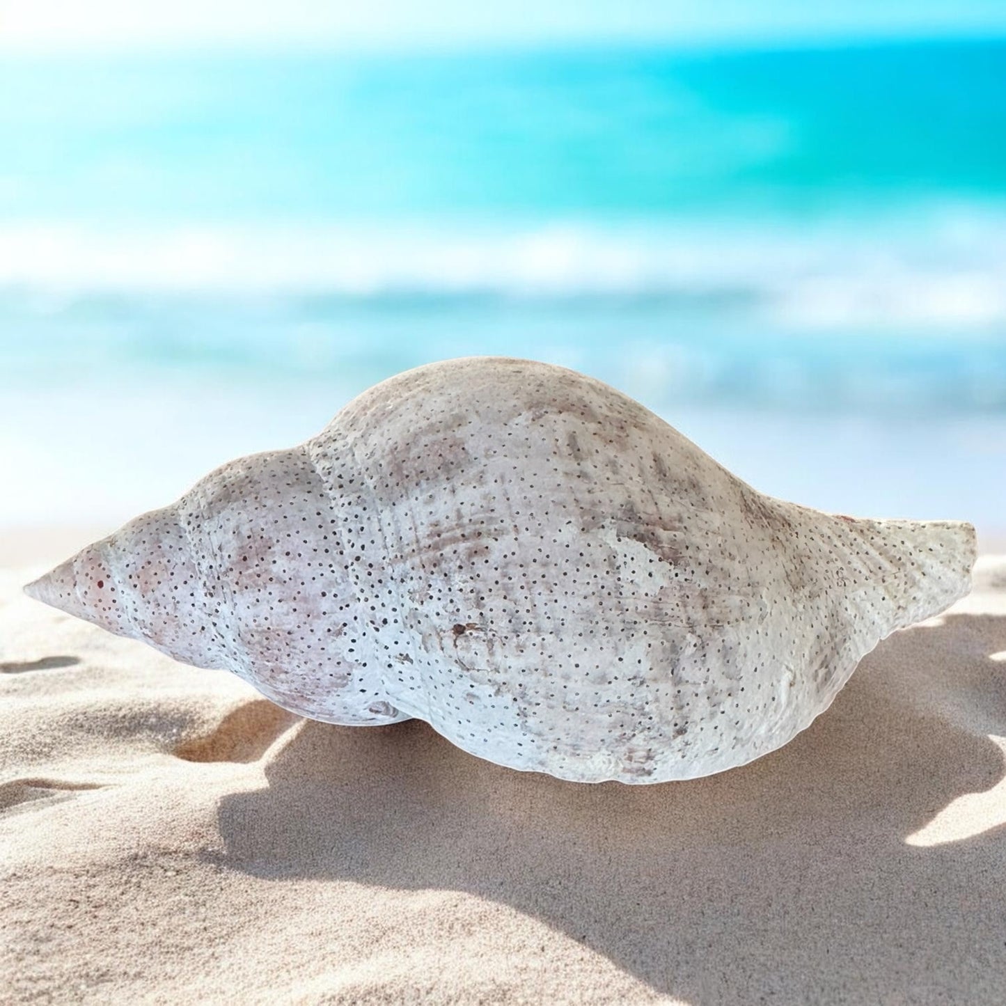 Large Conch Seashell Rare Vintage White Natural Coastal Beach Home Decor Nautical Big Centerpiece Sea Shell Decoration Beach Collection Gift