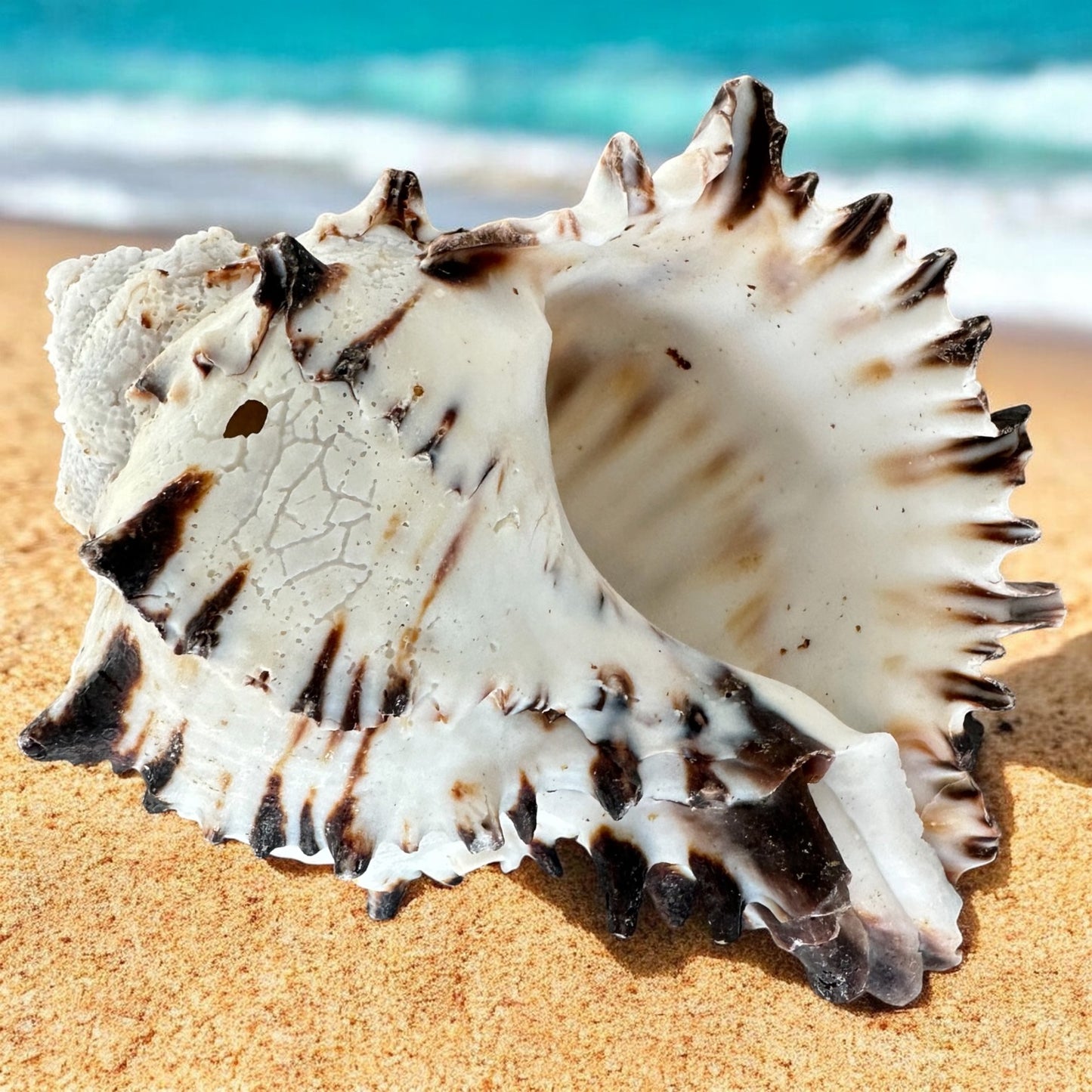 Large Conch Seashell Black White Spiky Real Rare Natural Big Decorative Sea Shells Coastal Beach Home Decor Ocean Decoration Collection Gift
