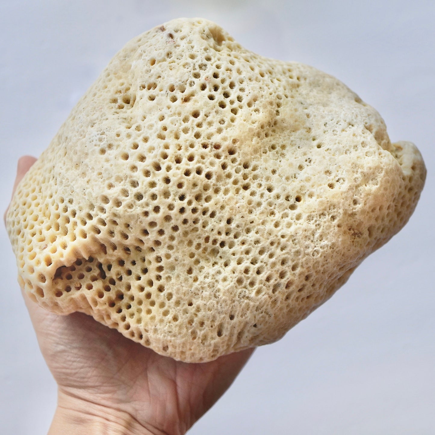 Giant Coral Rock Honeycomb Star Sea Rare Vintage Reef Sculpted Ancient Ocean Stone Beach Home Decor Saltwater Fish Tank Aquarium Decoration