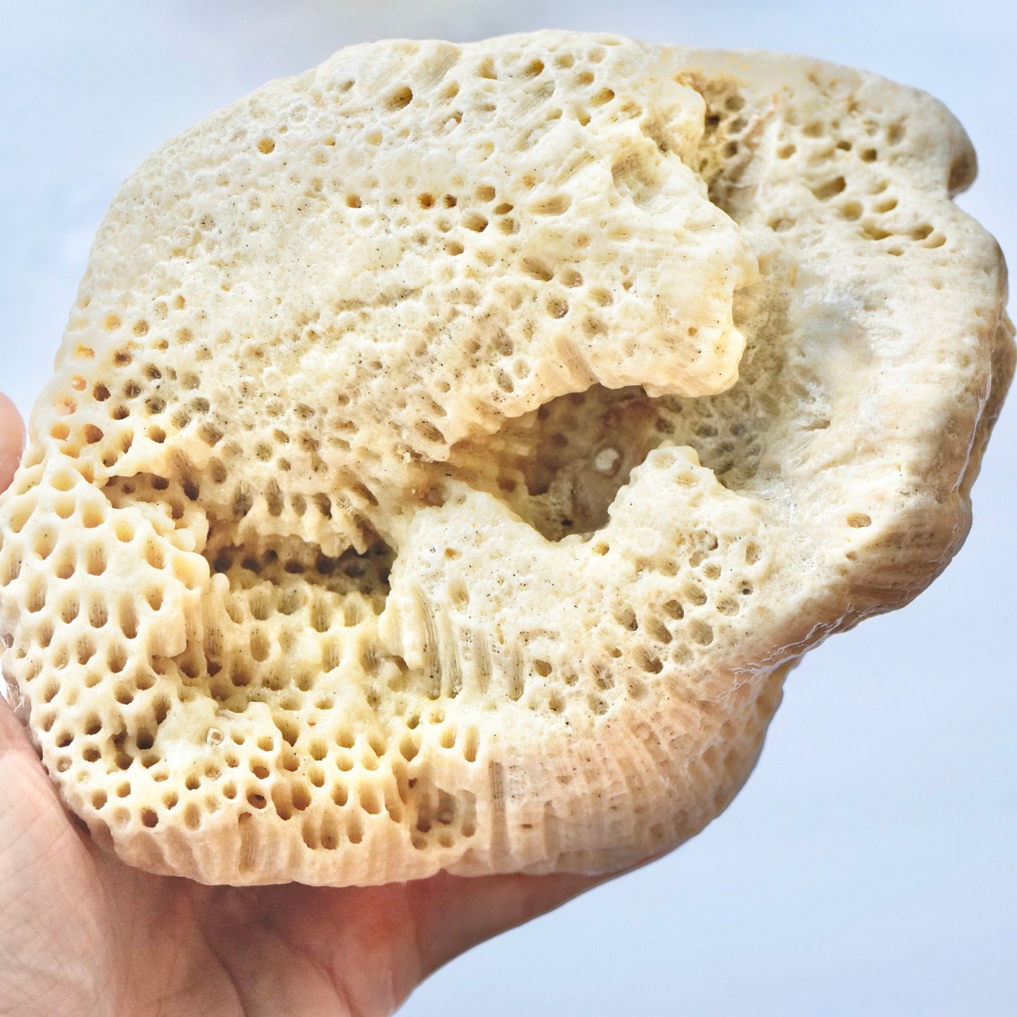 Giant Coral Rock Honeycomb Star Sea Rare Vintage Reef Sculpted Ancient Ocean Stone Beach Home Decor Saltwater Fish Tank Aquarium Decoration