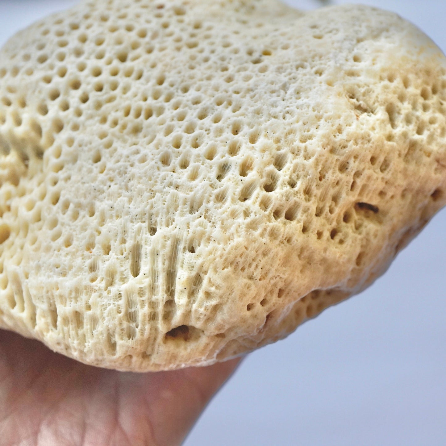 Giant Coral Rock Honeycomb Star Sea Rare Vintage Reef Sculpted Ancient Ocean Stone Beach Home Decor Saltwater Fish Tank Aquarium Decoration