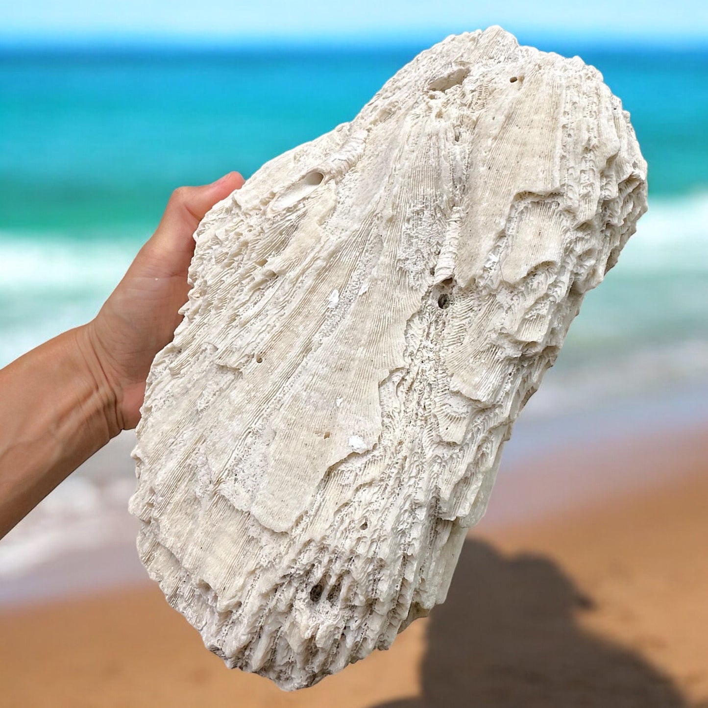 Giant Brain Coral Rock Rare Natural Vintage Large Ocean Stone White Ancient Fossil Beach Home Decor Saltwater Big Fish Tank Aquarium Decoration