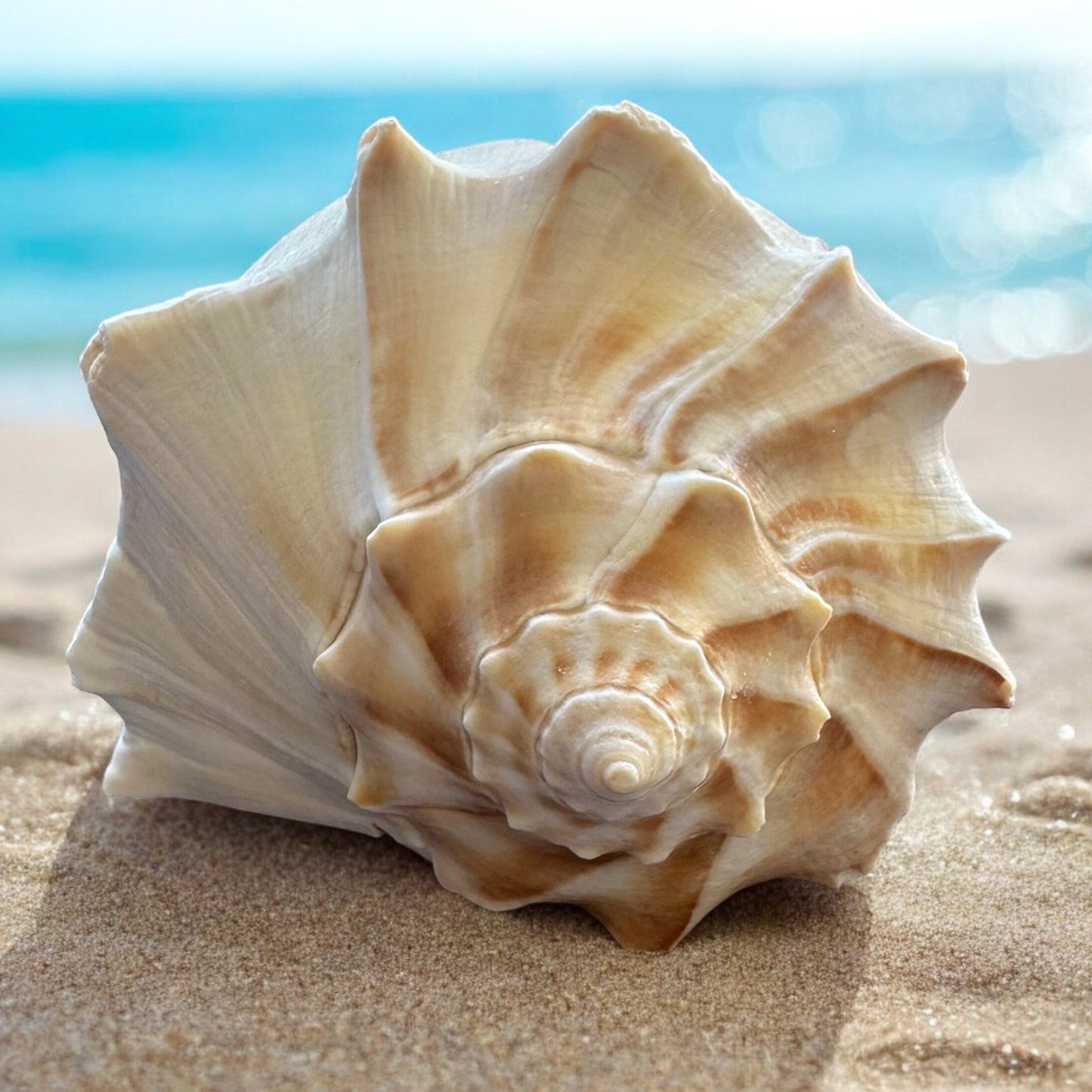 Large Conch Seashell White Brown Pattern Rare Big Ocean Sea Shell Coastal Decor Nautical Centerpiece Decoration Beach Lovers Collective Gift