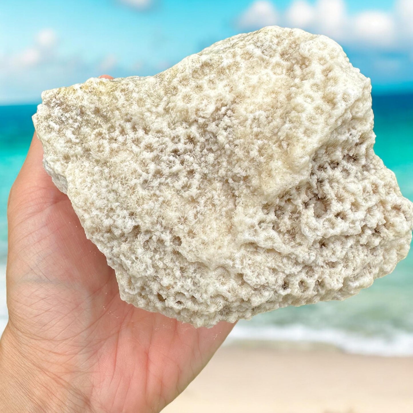 Large Coral Rock Star Sea Natural Vintage Natural Big Sculpted White Ocean Stone Beach Home Decor Saltwater Fish Tank Aquarium Decoration