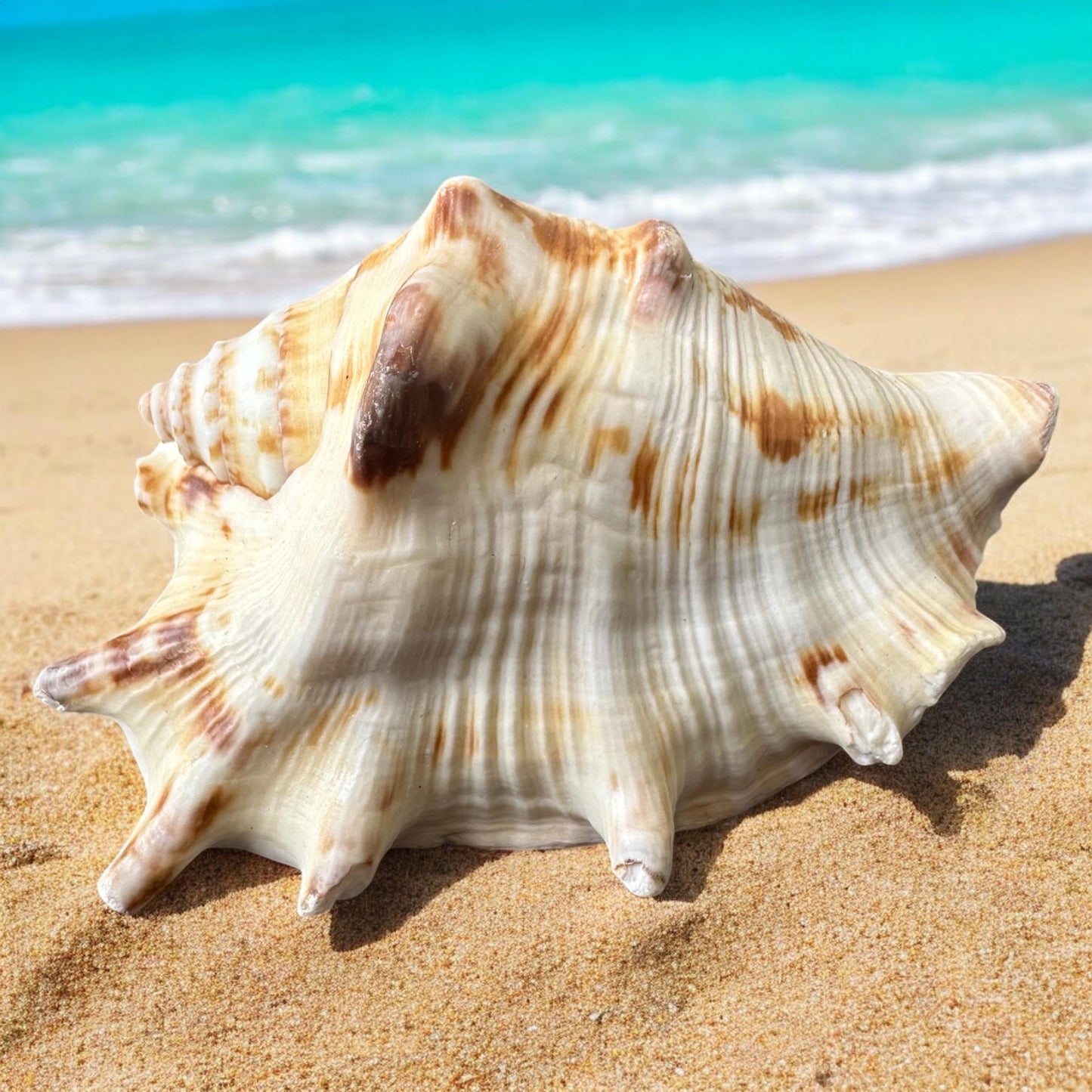 Large Conch Spiky Rare Seashell Decorative Big Sea Shell Coastal Beach Home Decor Nautical Art Craft Fish Tank Aquarium Decoration