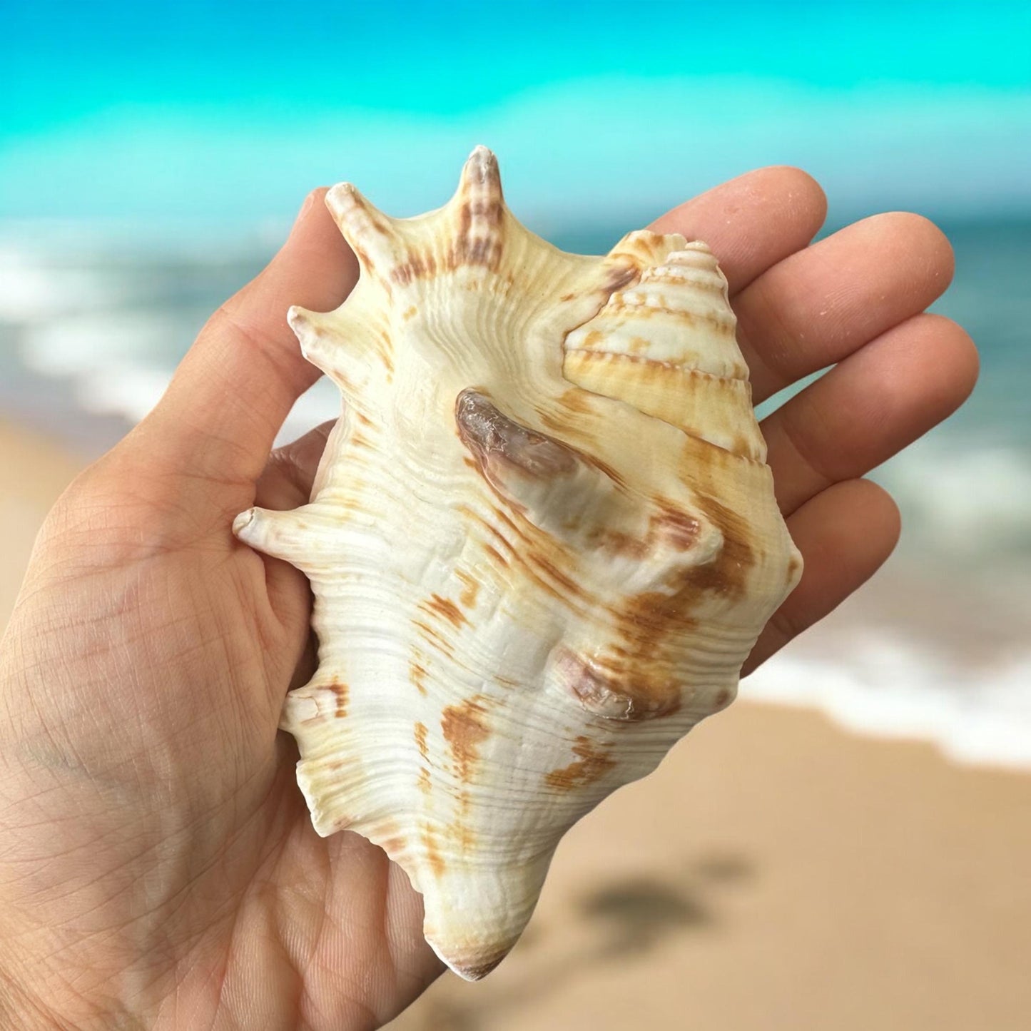 Large Conch Spiky Rare Seashell Decorative Big Sea Shell Coastal Beach Home Decor Nautical Art Craft Fish Tank Aquarium Decoration