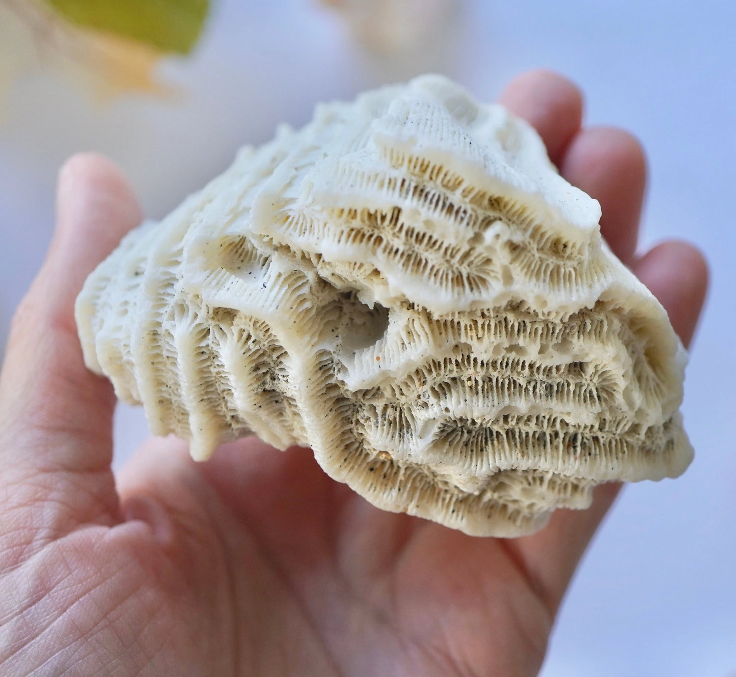 Set Of 3 - Brain Coral Rock Set Vintage Ocean Stones Real Ancient Reef Fossil Beach Home Decor Saltwater Aquarium Fish Tank Decoration