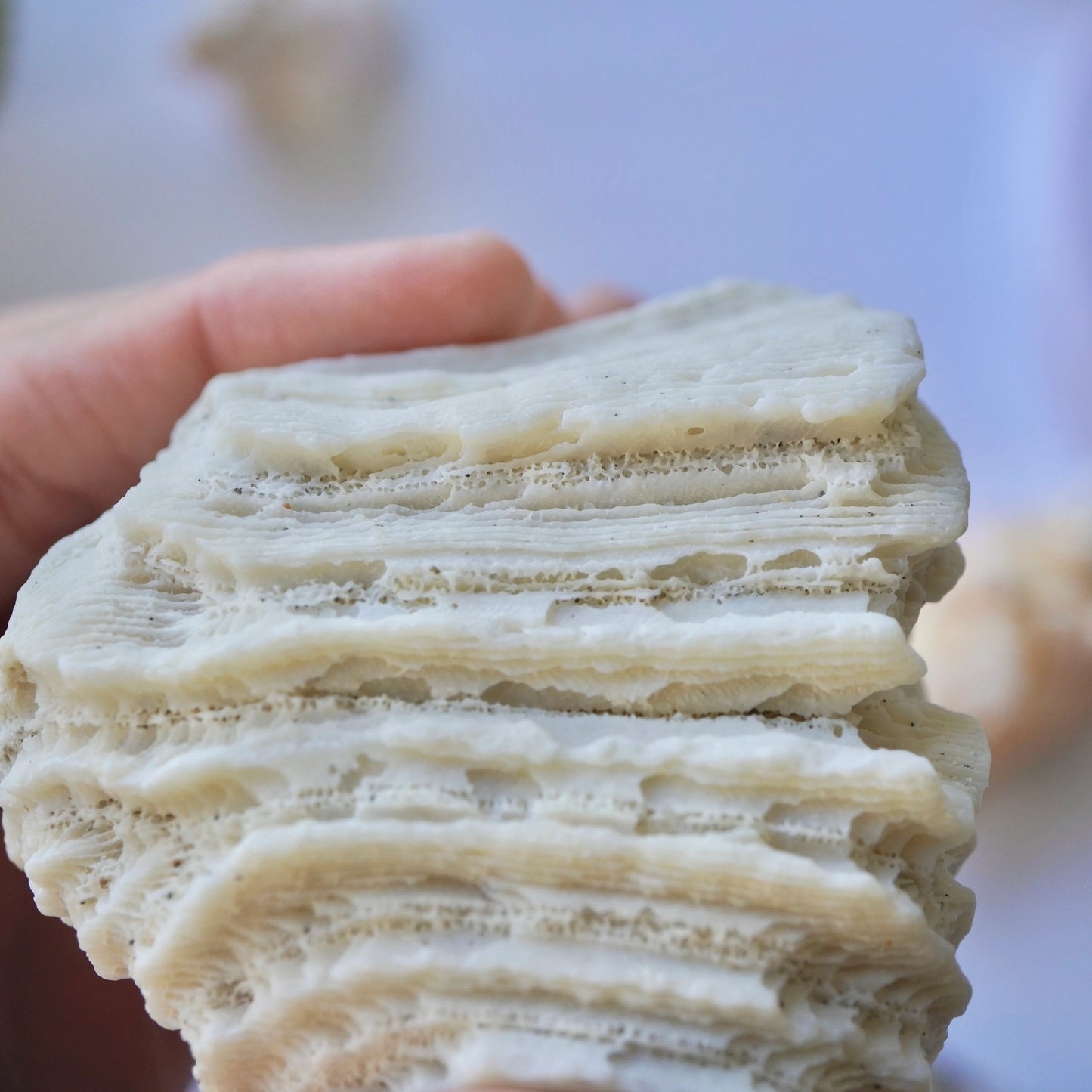 Set Of 3 - Brain Coral Rock Set Vintage Ocean Stones Real Ancient Reef Fossil Beach Home Decor Saltwater Aquarium Fish Tank Decoration