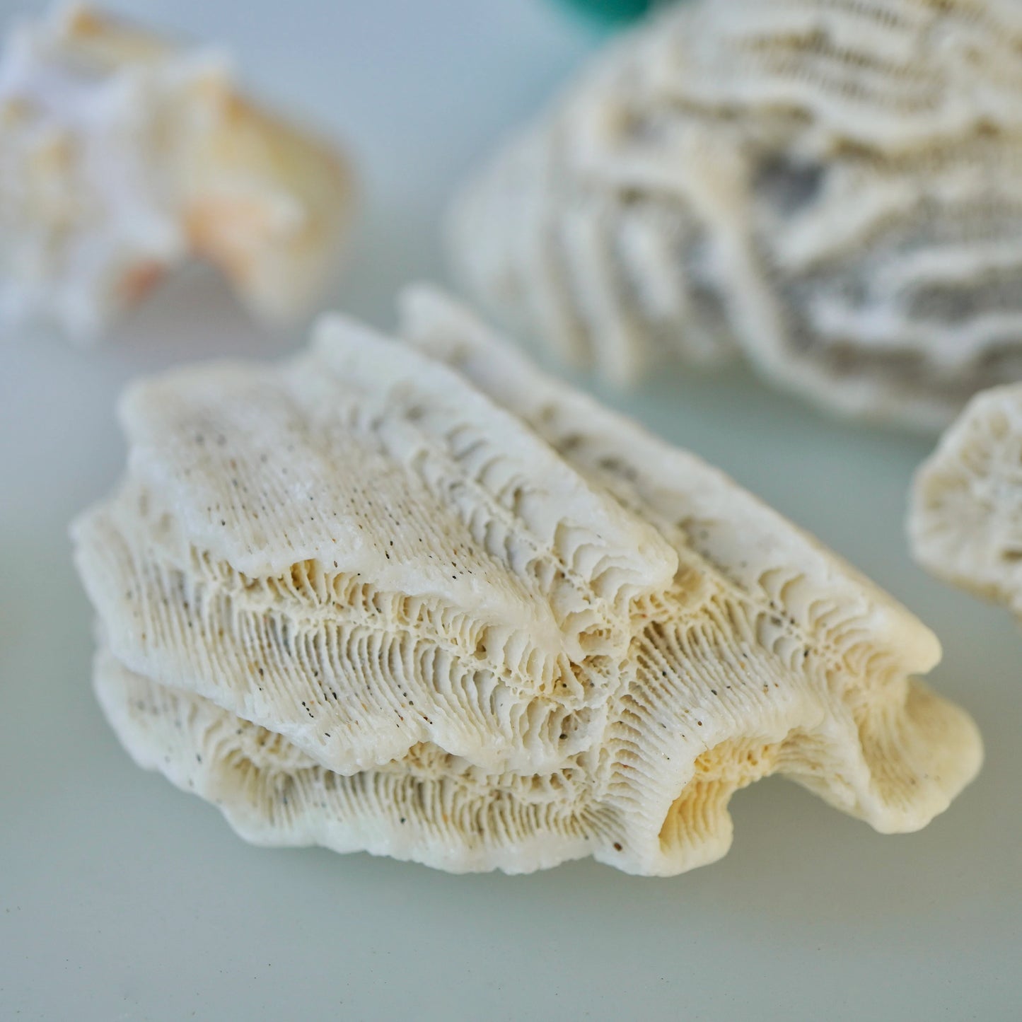 Set Of 3 - Brain Coral Rock Set Vintage Ocean Stones Real Ancient Reef Fossil Beach Home Decor Saltwater Aquarium Fish Tank Decoration